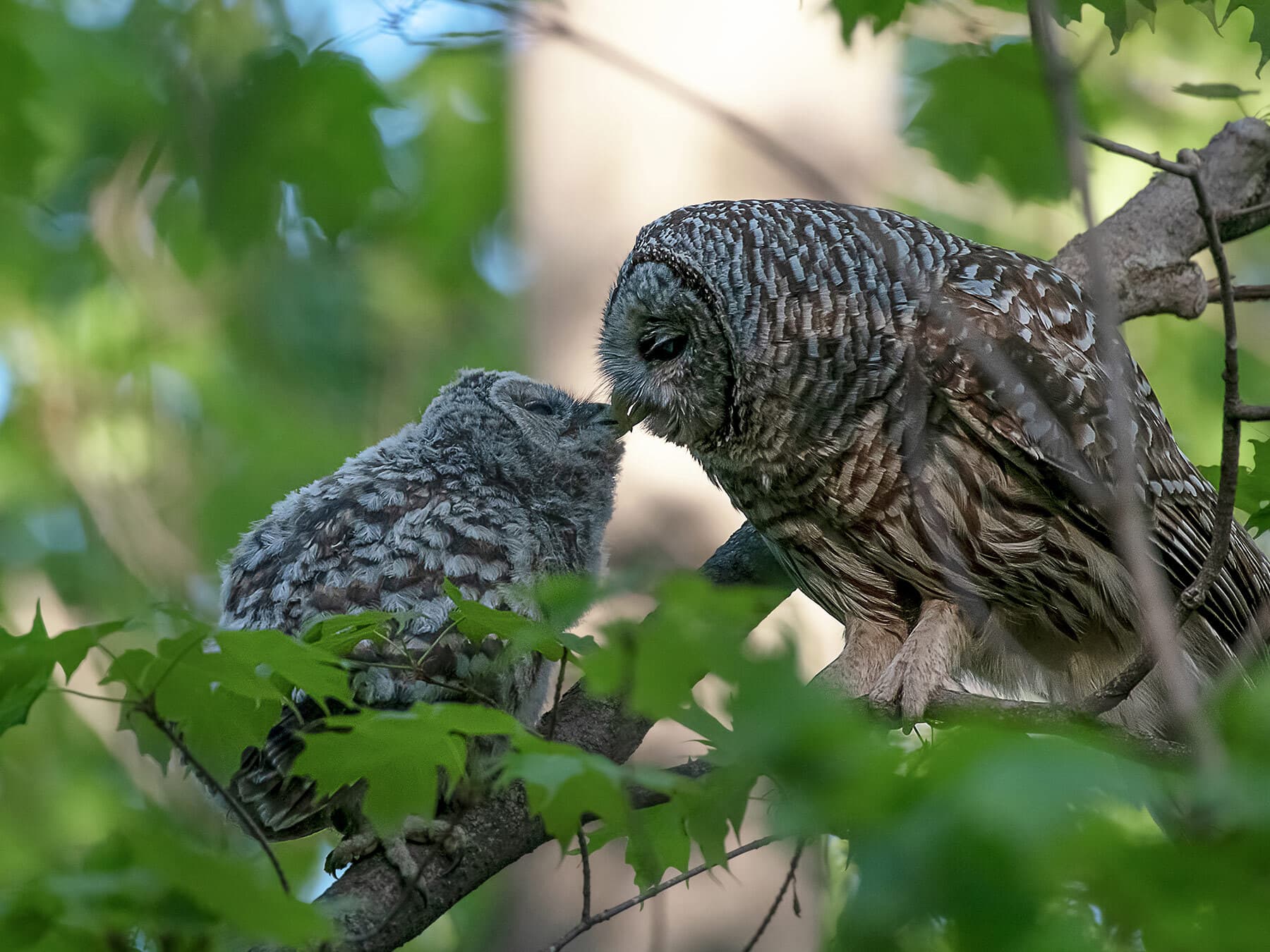 Barred owl with chick