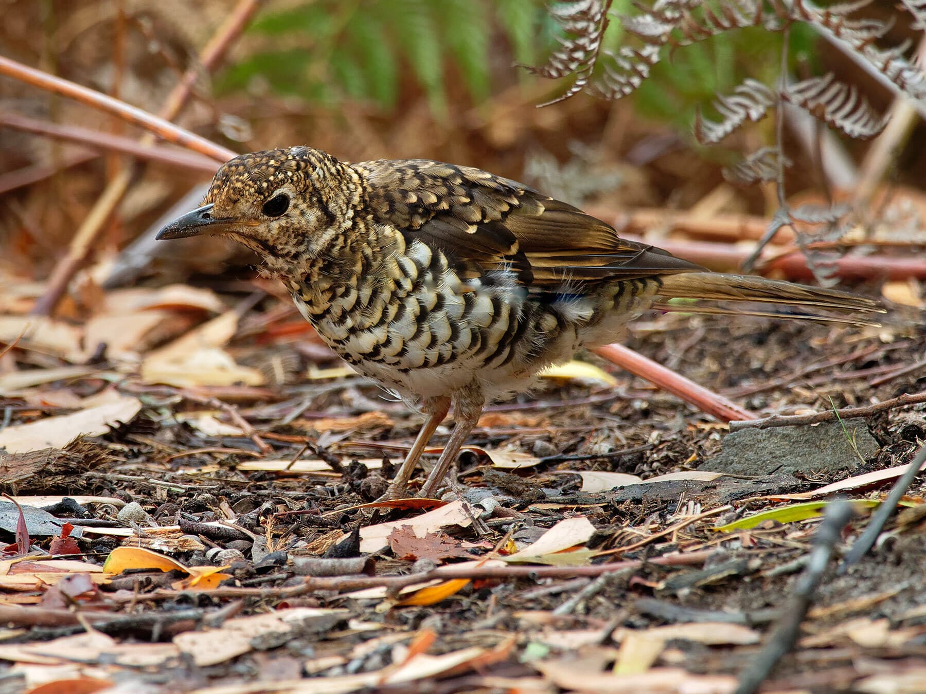 Bassian thrush foraging on the ground