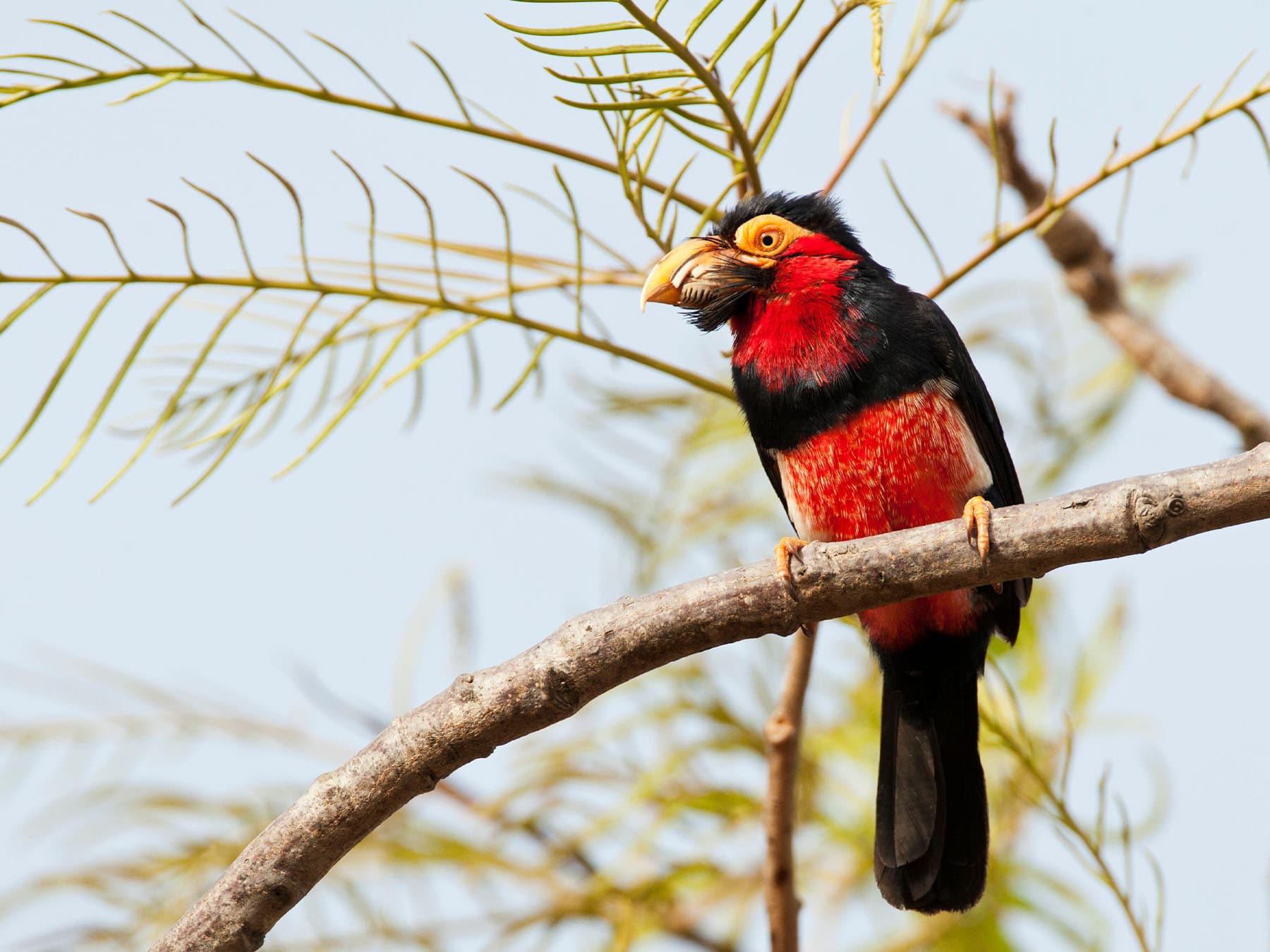 Bearded Barbet perching on a branch