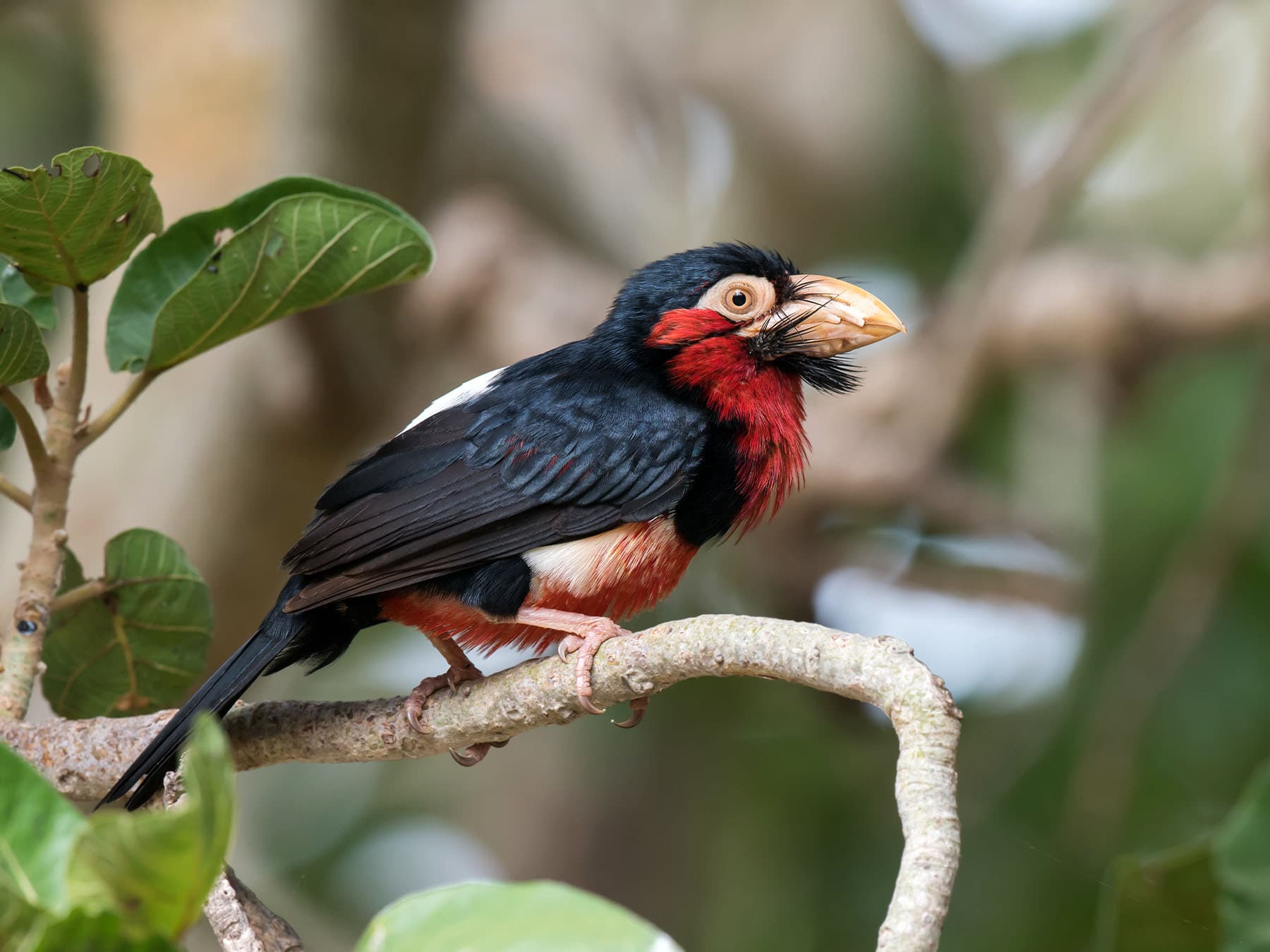 Bearded Barbet