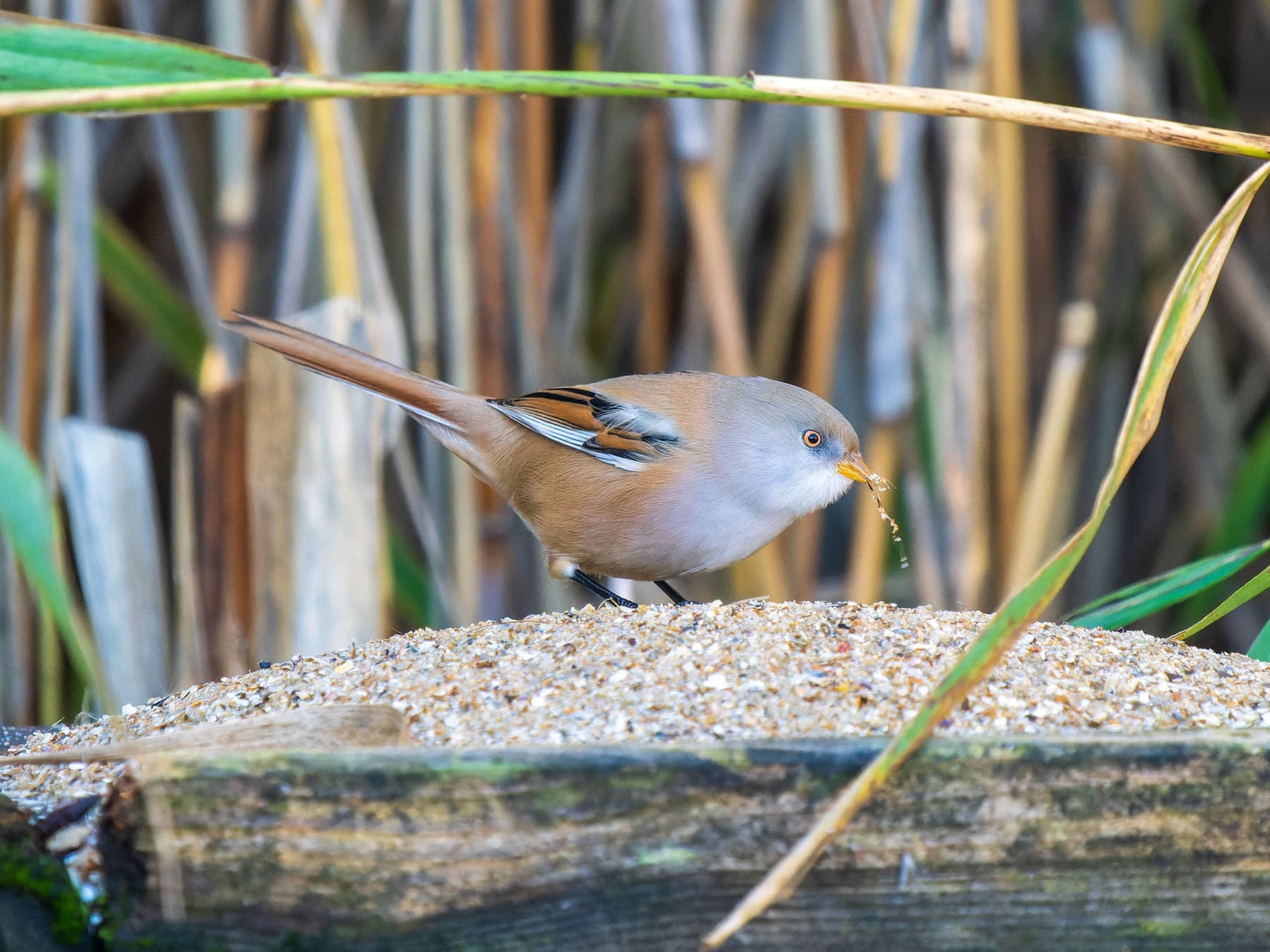 Bearded tit eating grit