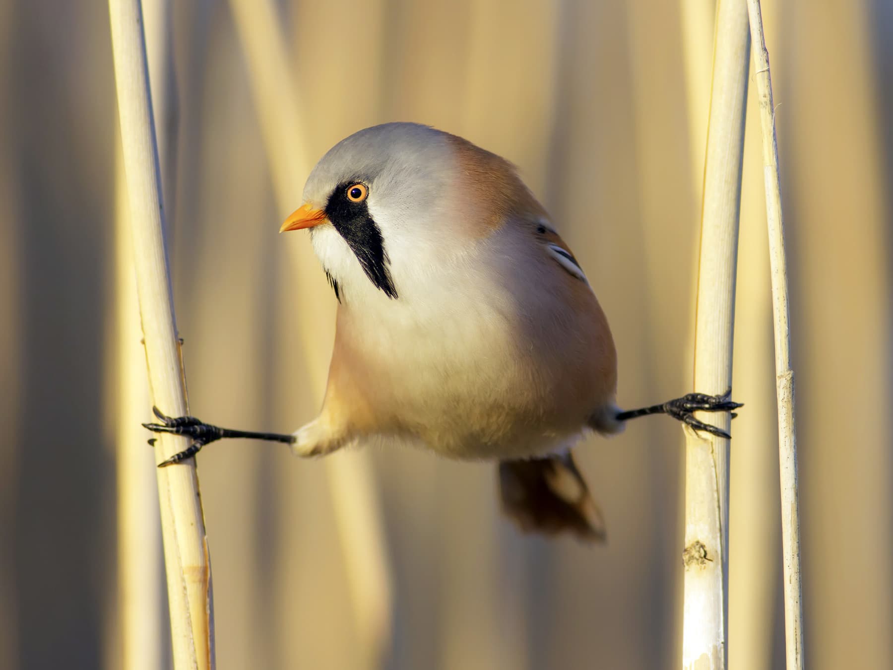 Bearded Tit straddled between the reeds