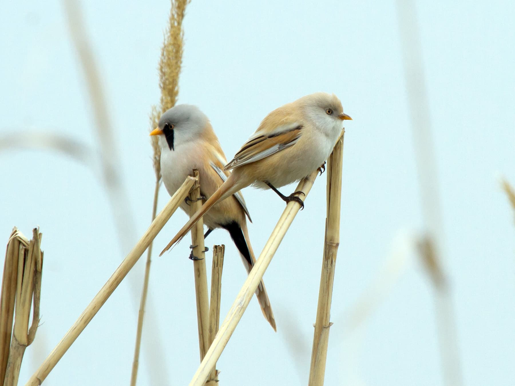 Bearded Tit Male (left) and Female (right) in natural habitat
