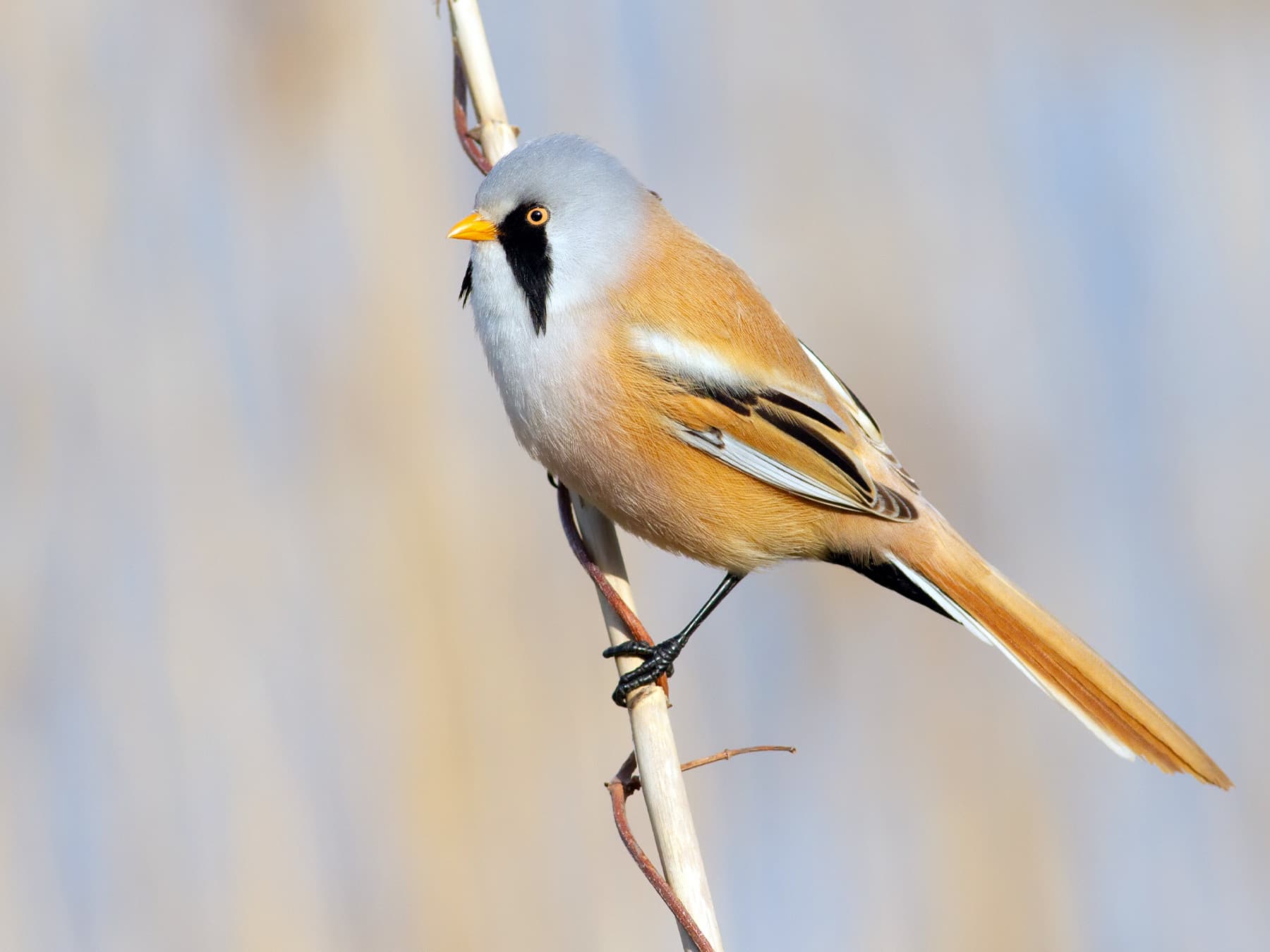 Bearded Tit