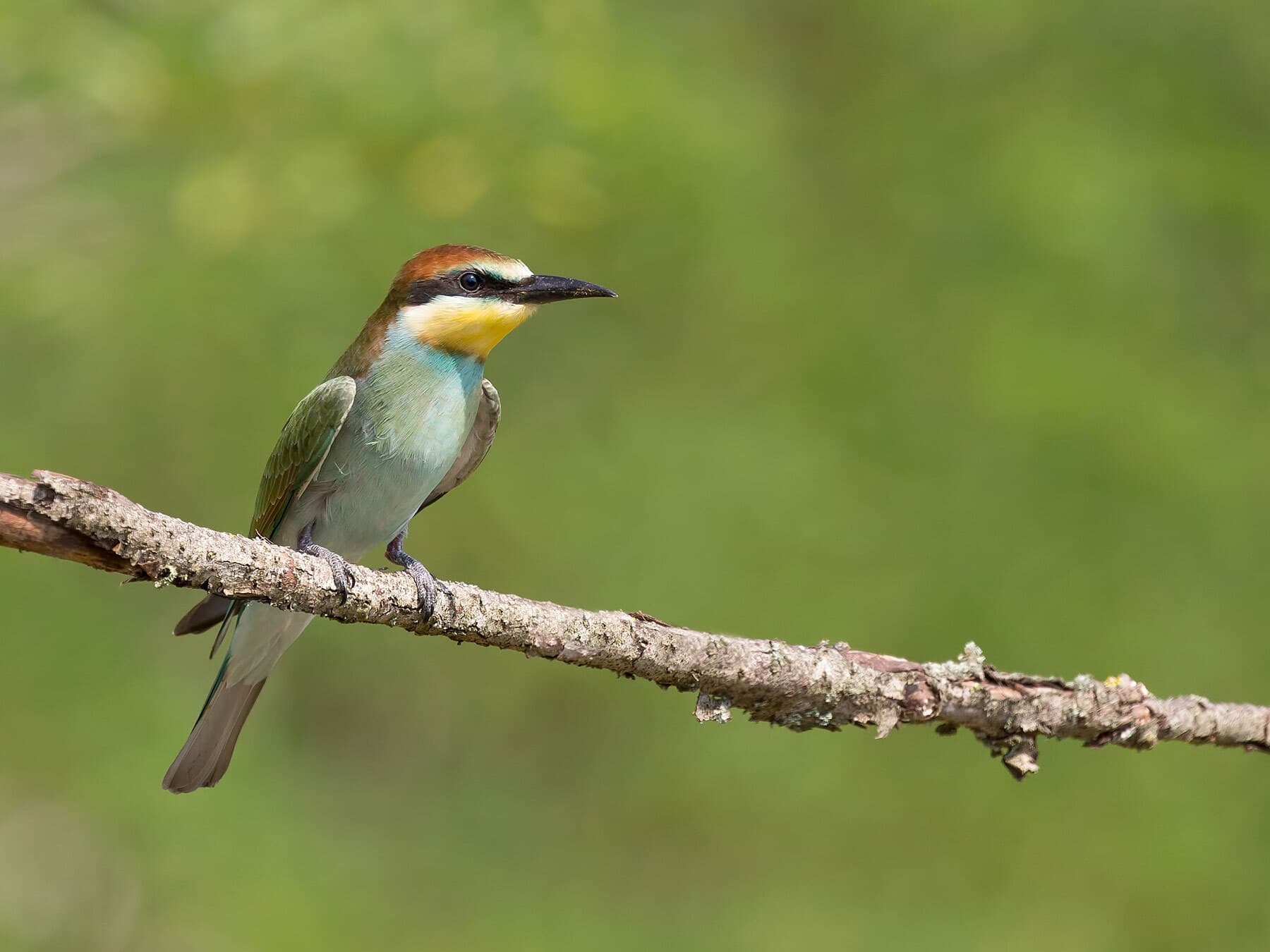 Juvenile bee-eater
