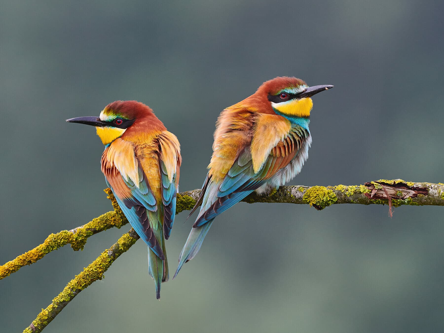 Bee-eaters