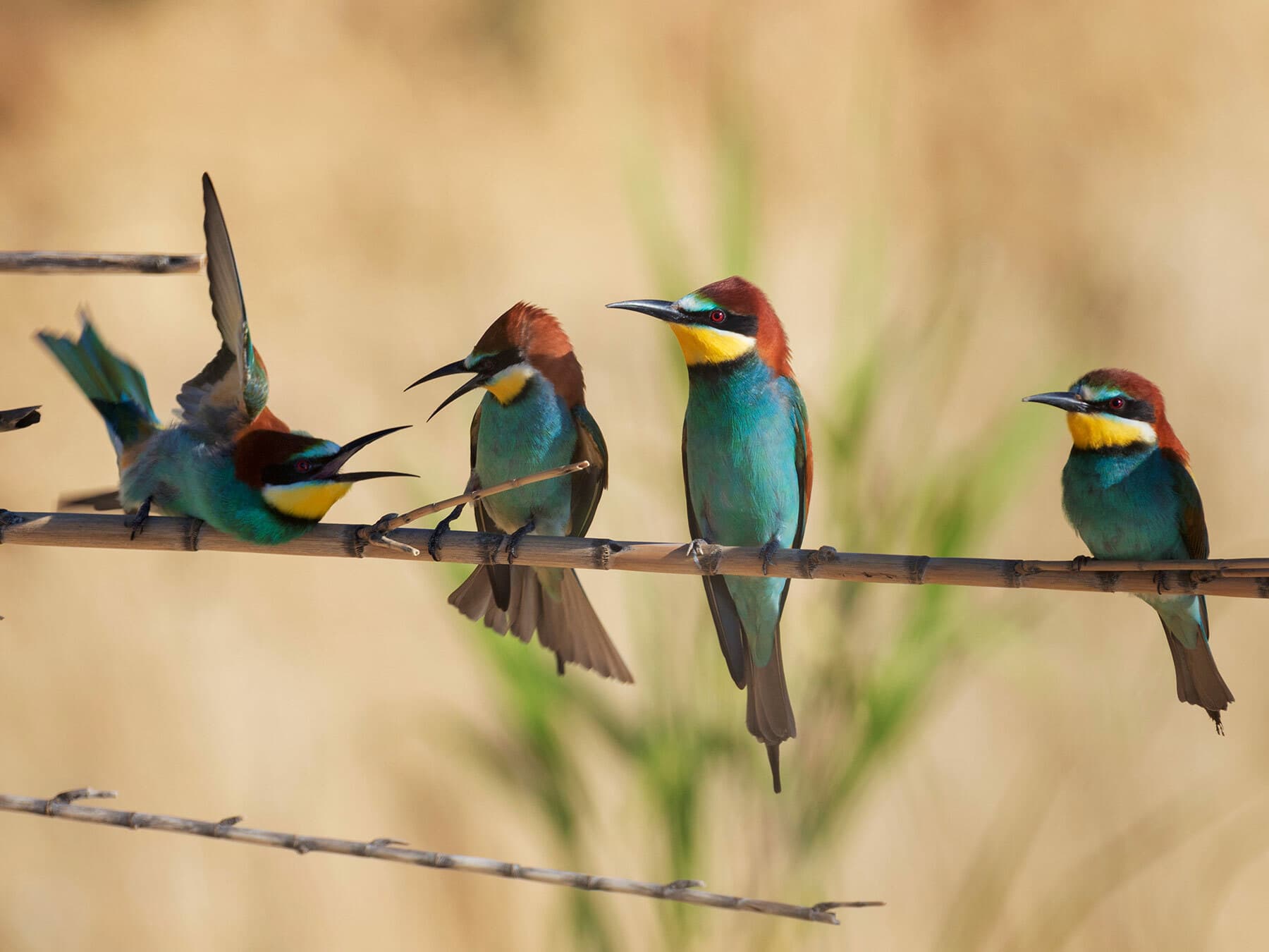Bee-eaters perched together on a branch