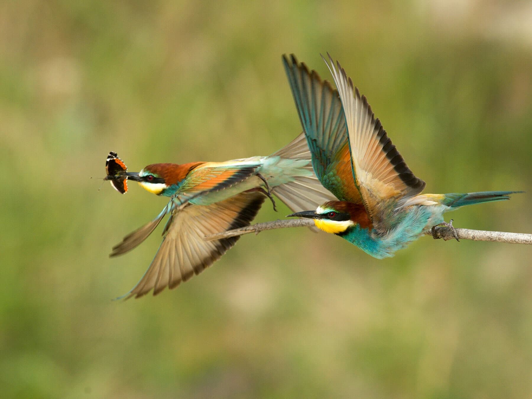Bee eater in flight