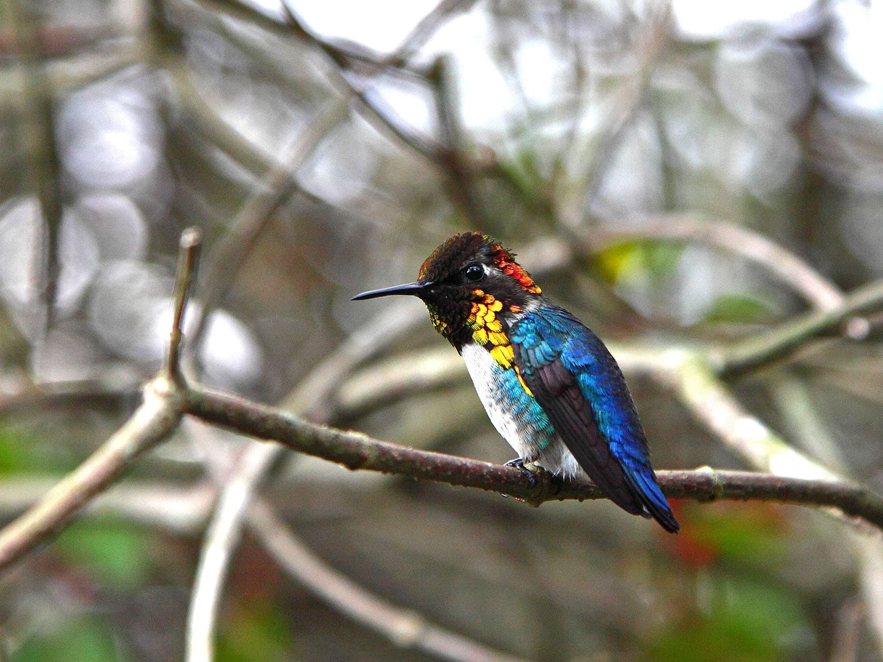 Bee Hummingbird perched on a branch