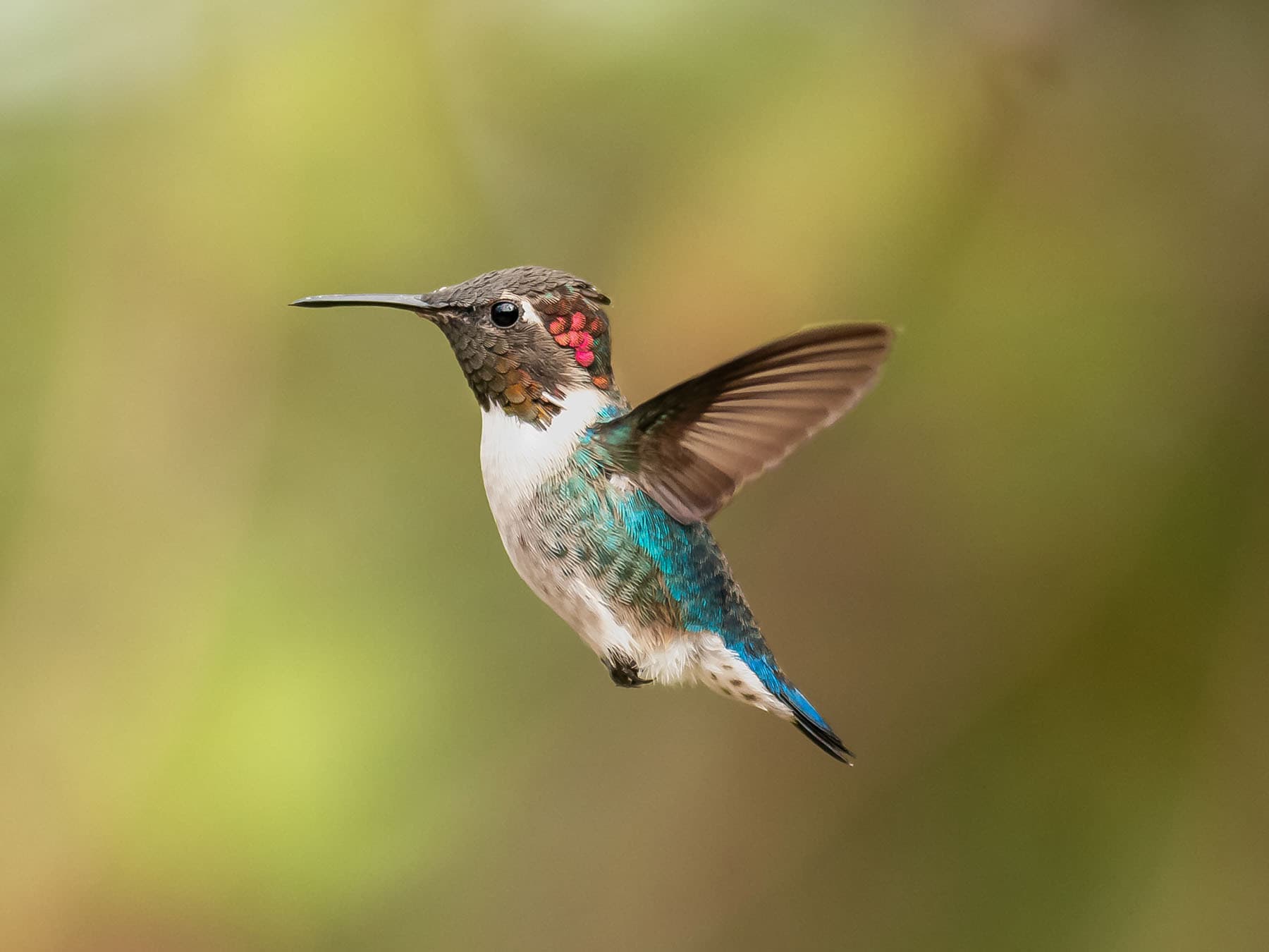 Bee hummingbird flight