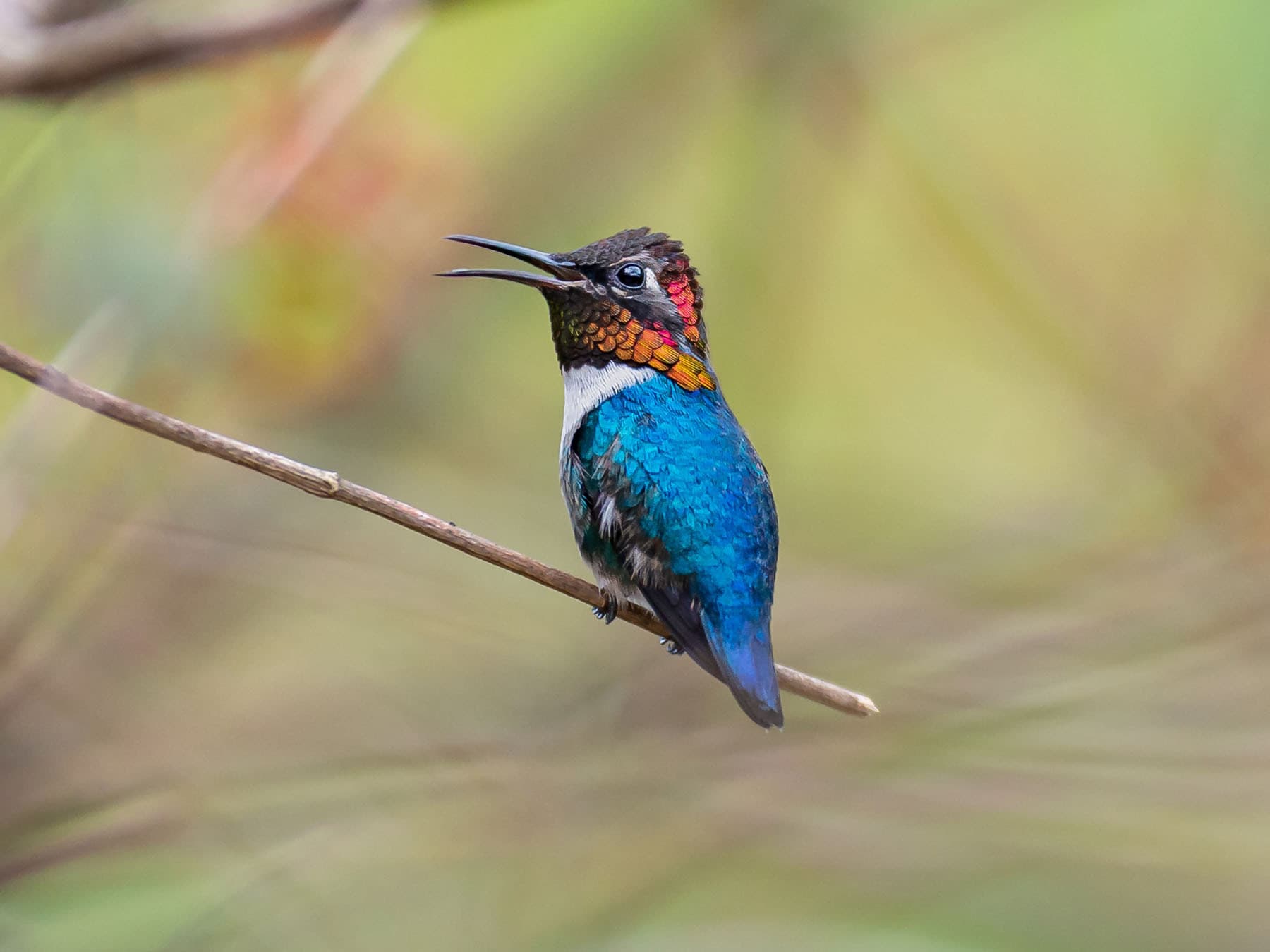 Perched Bee Hummingbird