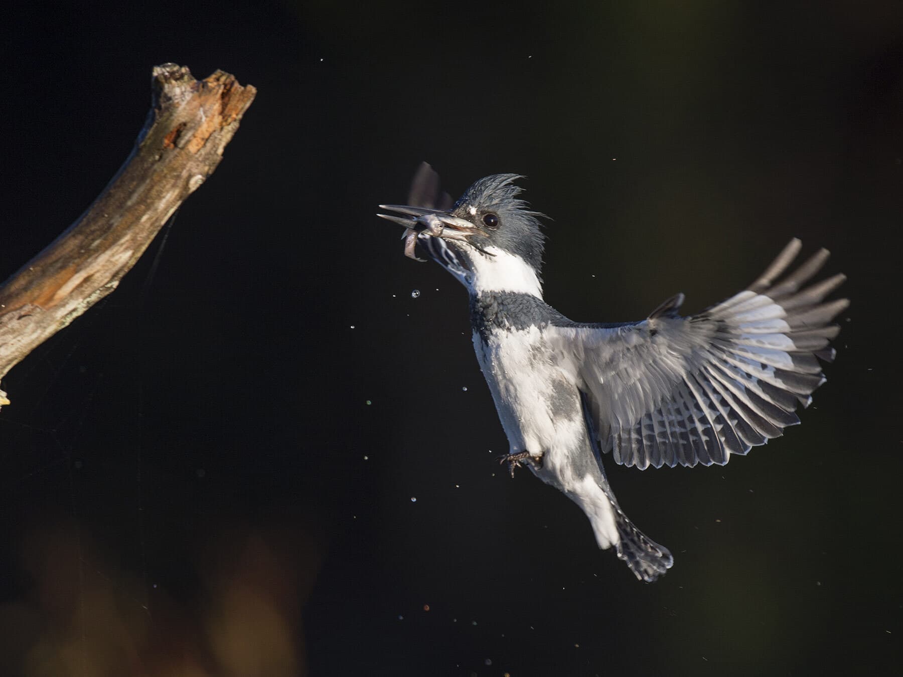 Belted kingfisher minnow