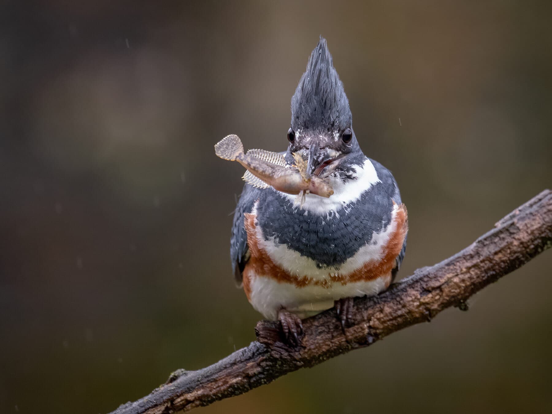 Belted kingfisher with fish