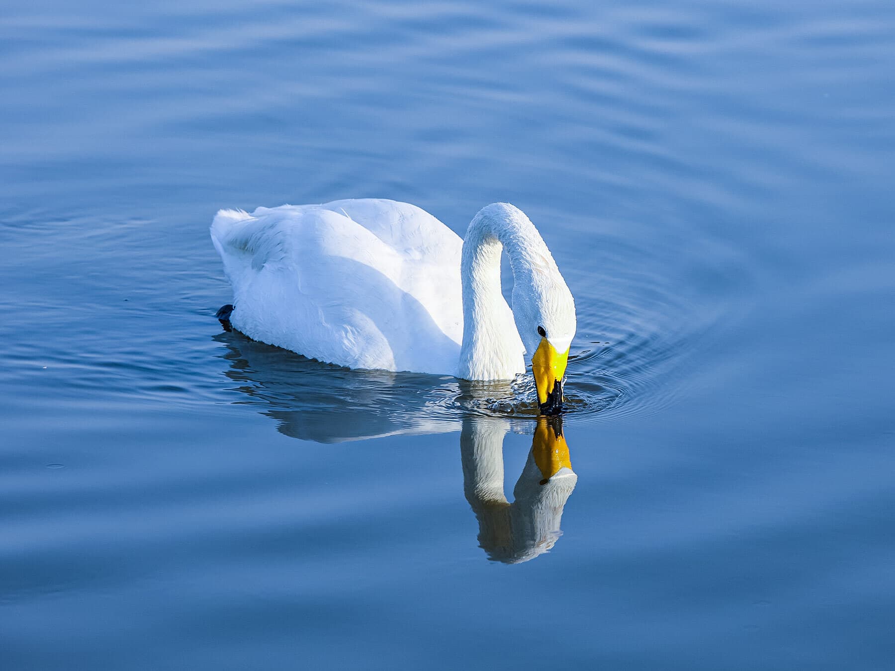 Bewicks swan drinking