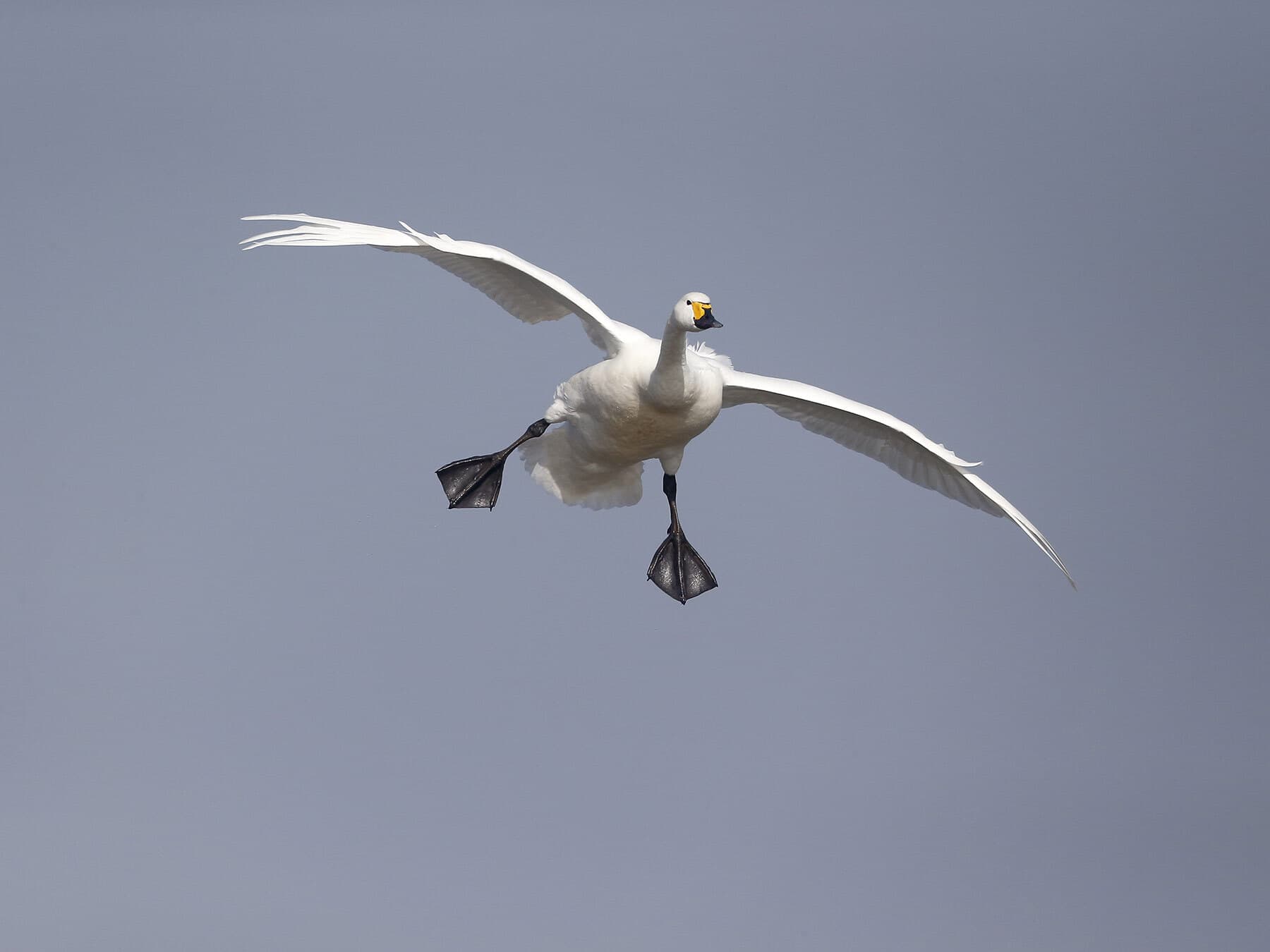 Bewicks swan flying
