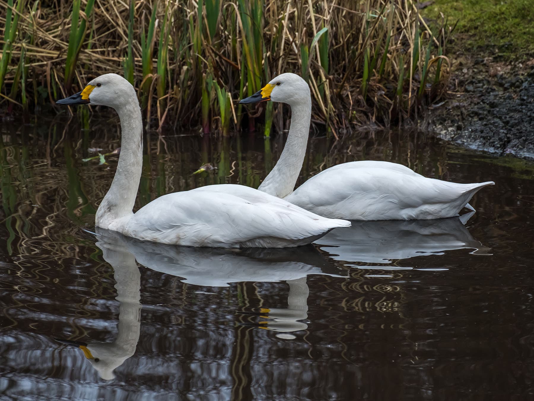 Bewicks swan pair
