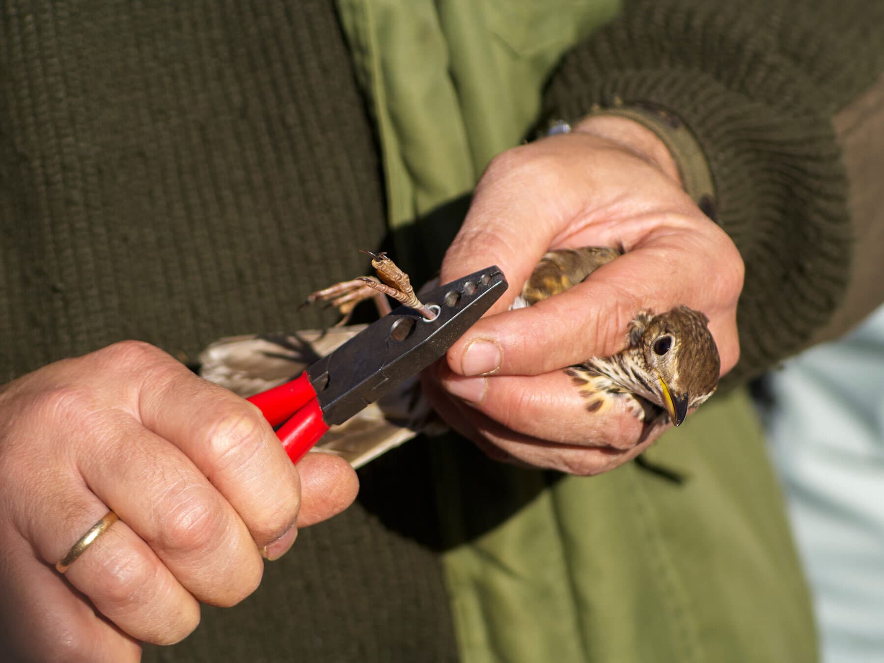 Bird being banded
