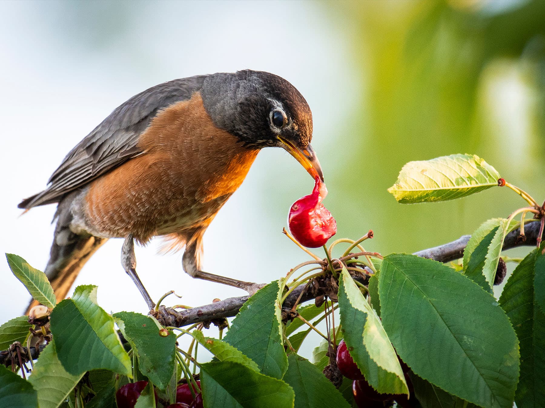 Anatomy of the Bird Digestive Tract