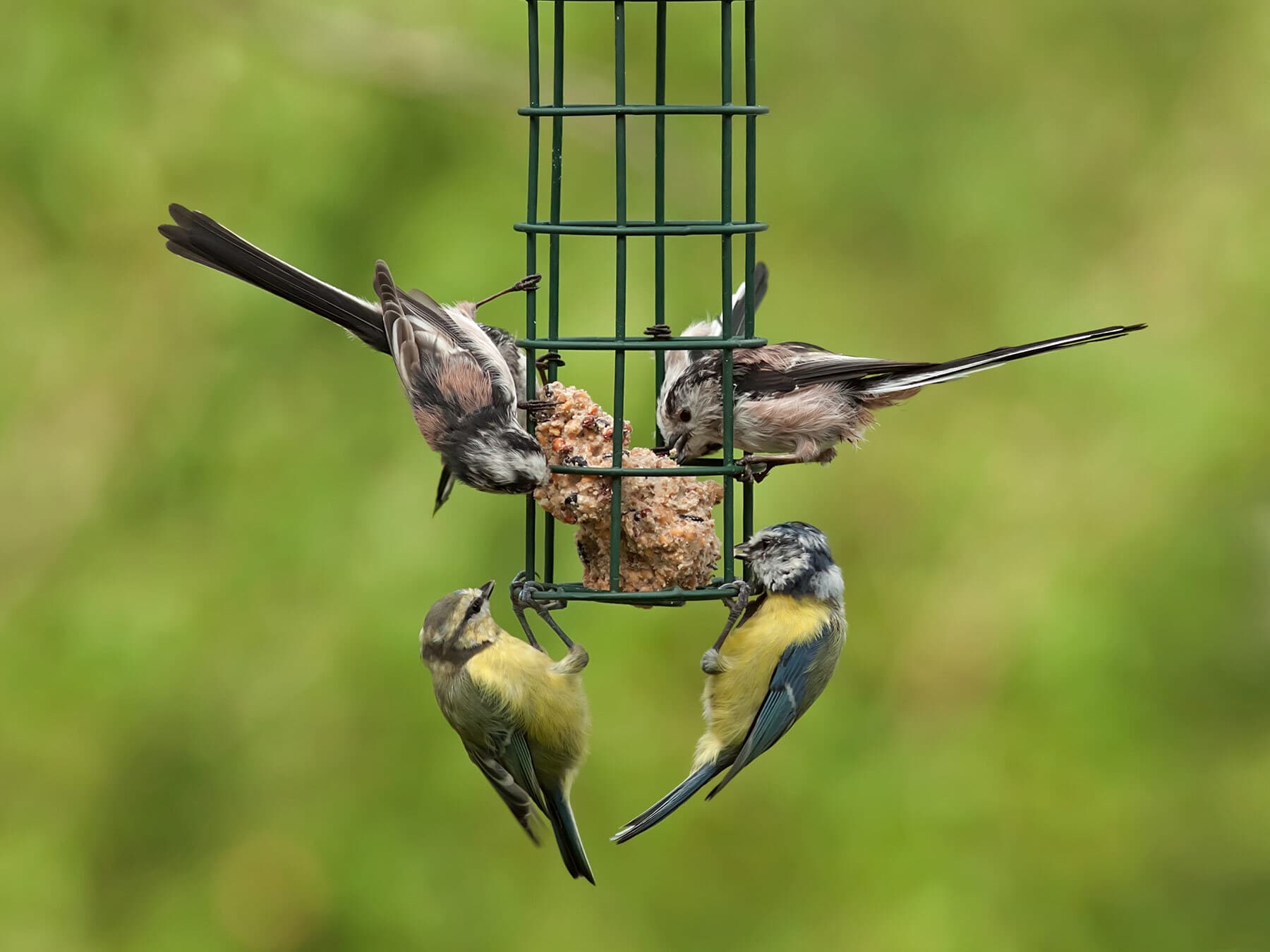 Bird feeder