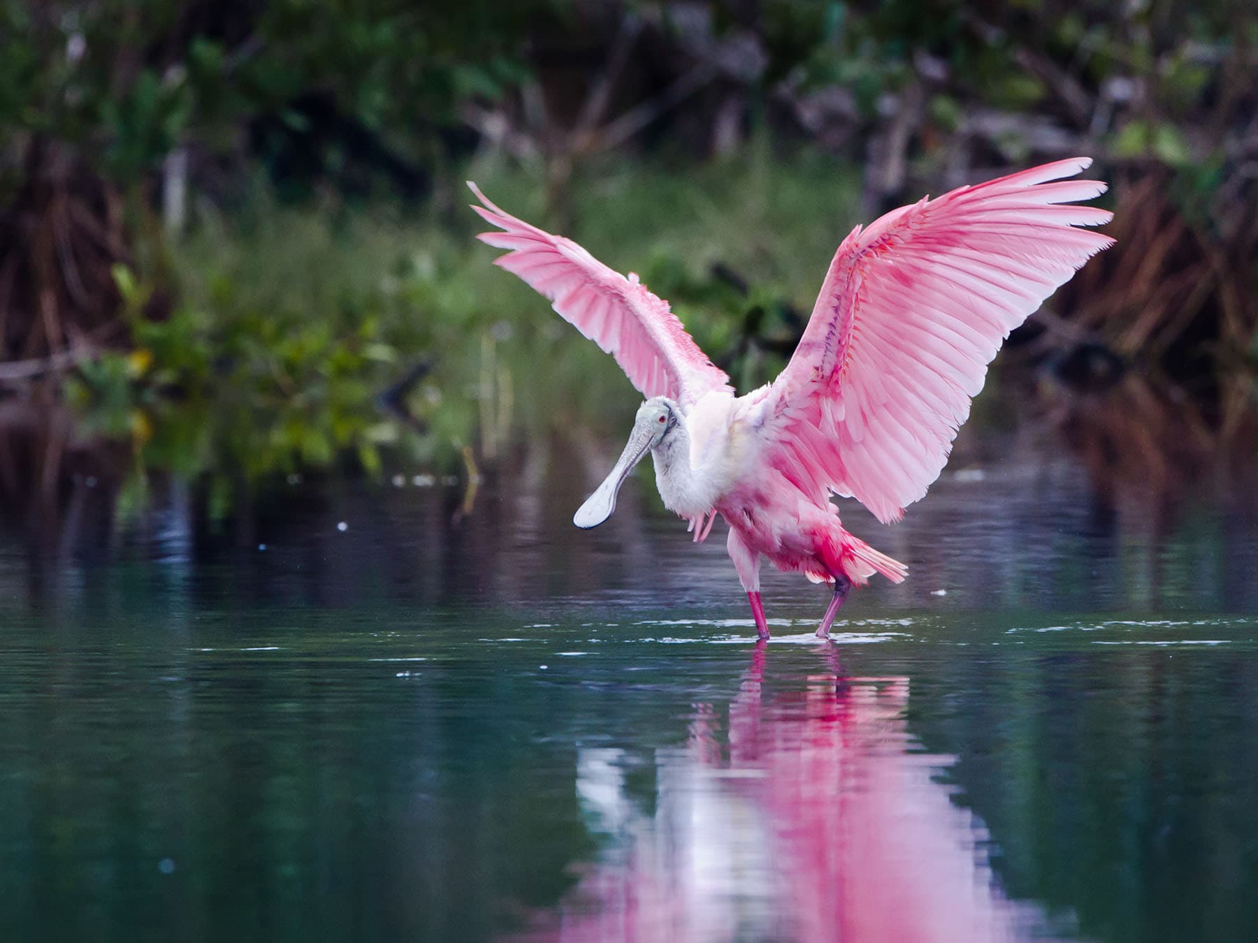 Habitats and Biodiversity