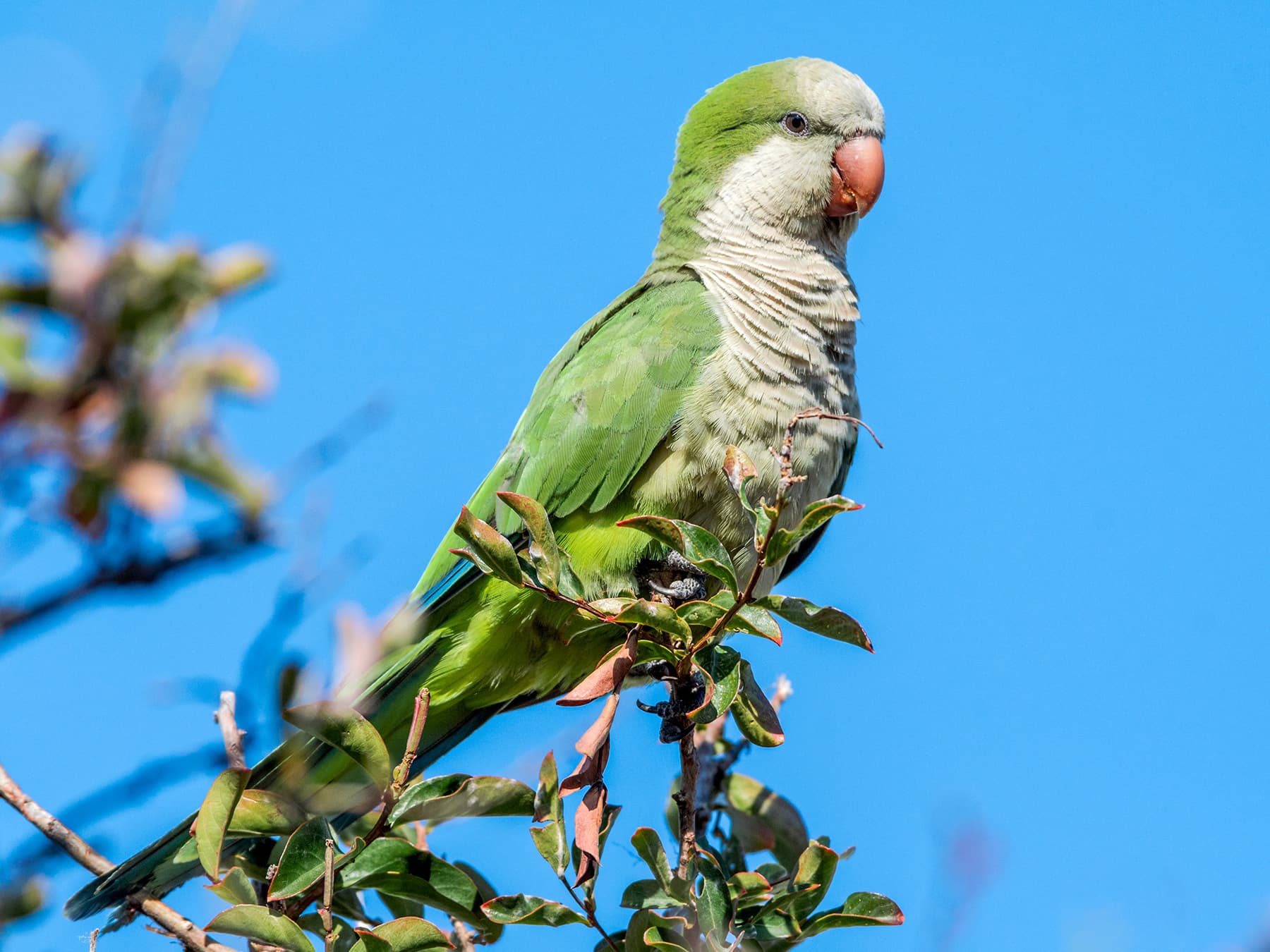 Learning and Intelligence