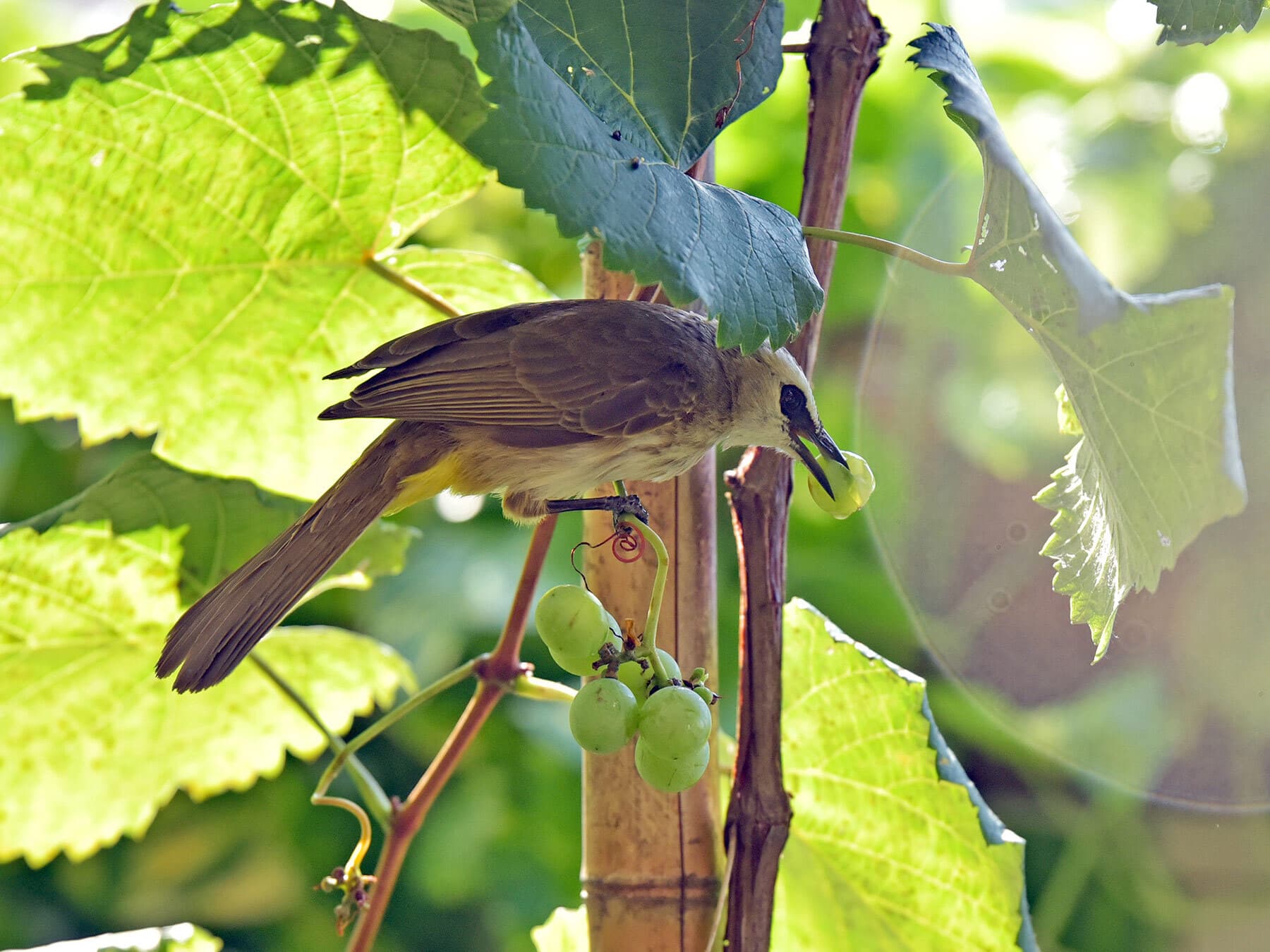 Bird plucking grape