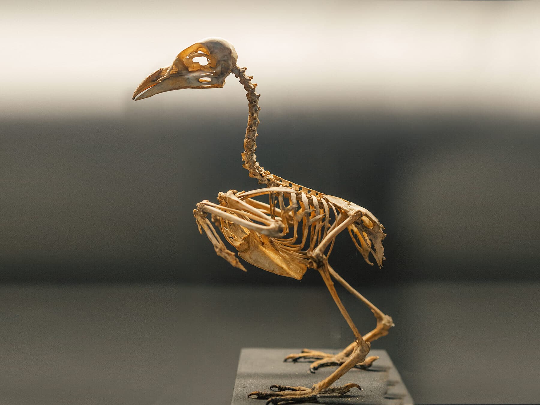 Bird skeleton