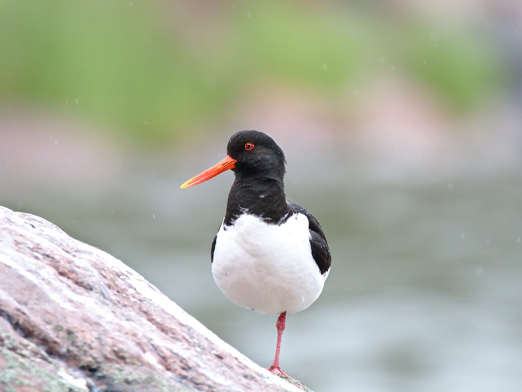 Bird standing on one leg