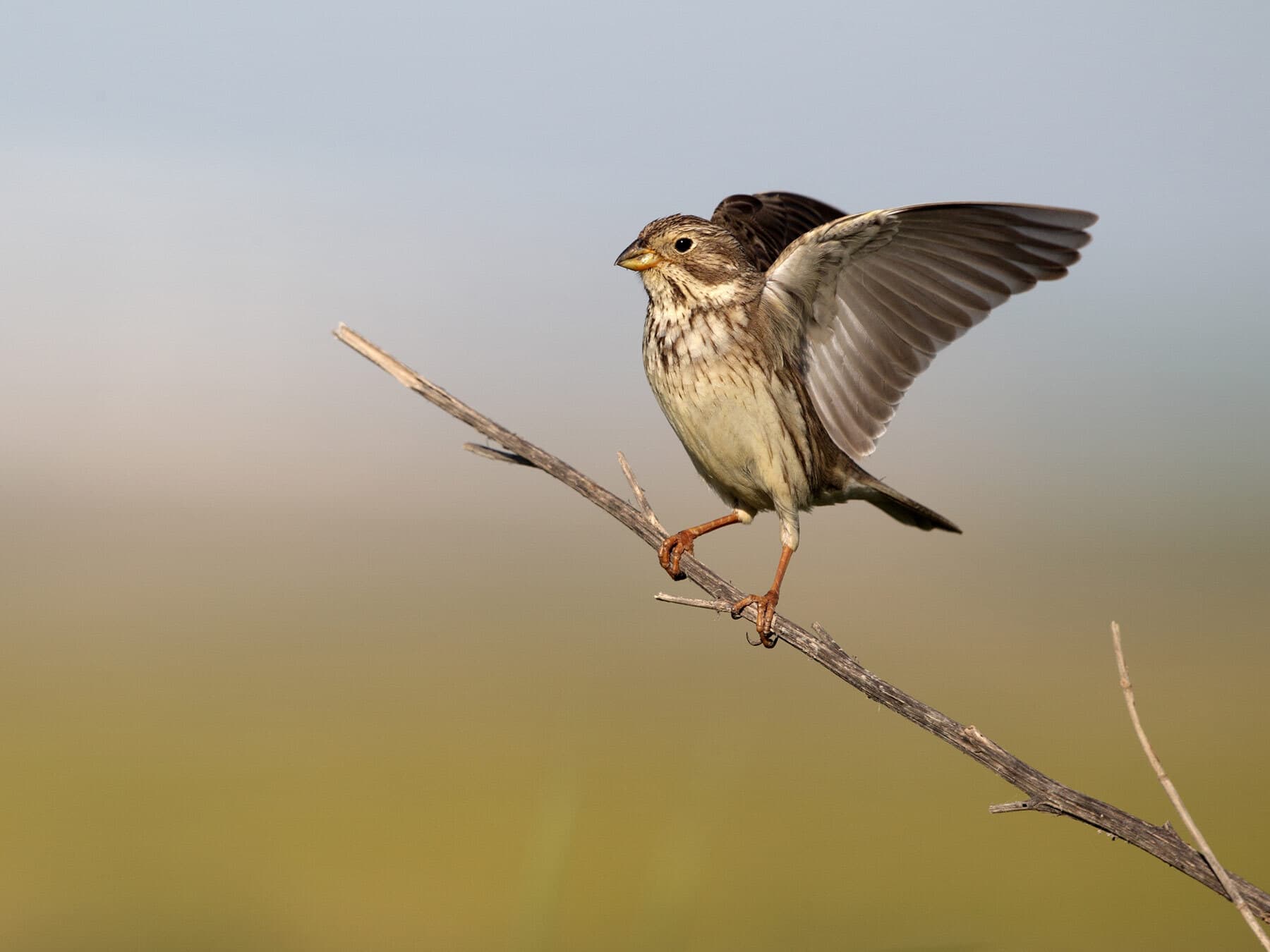 Bird stretching corn bunting