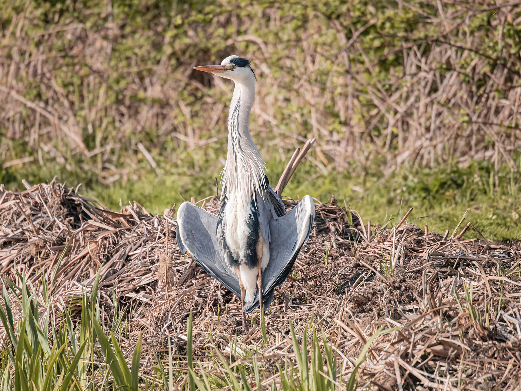 Bird sunning