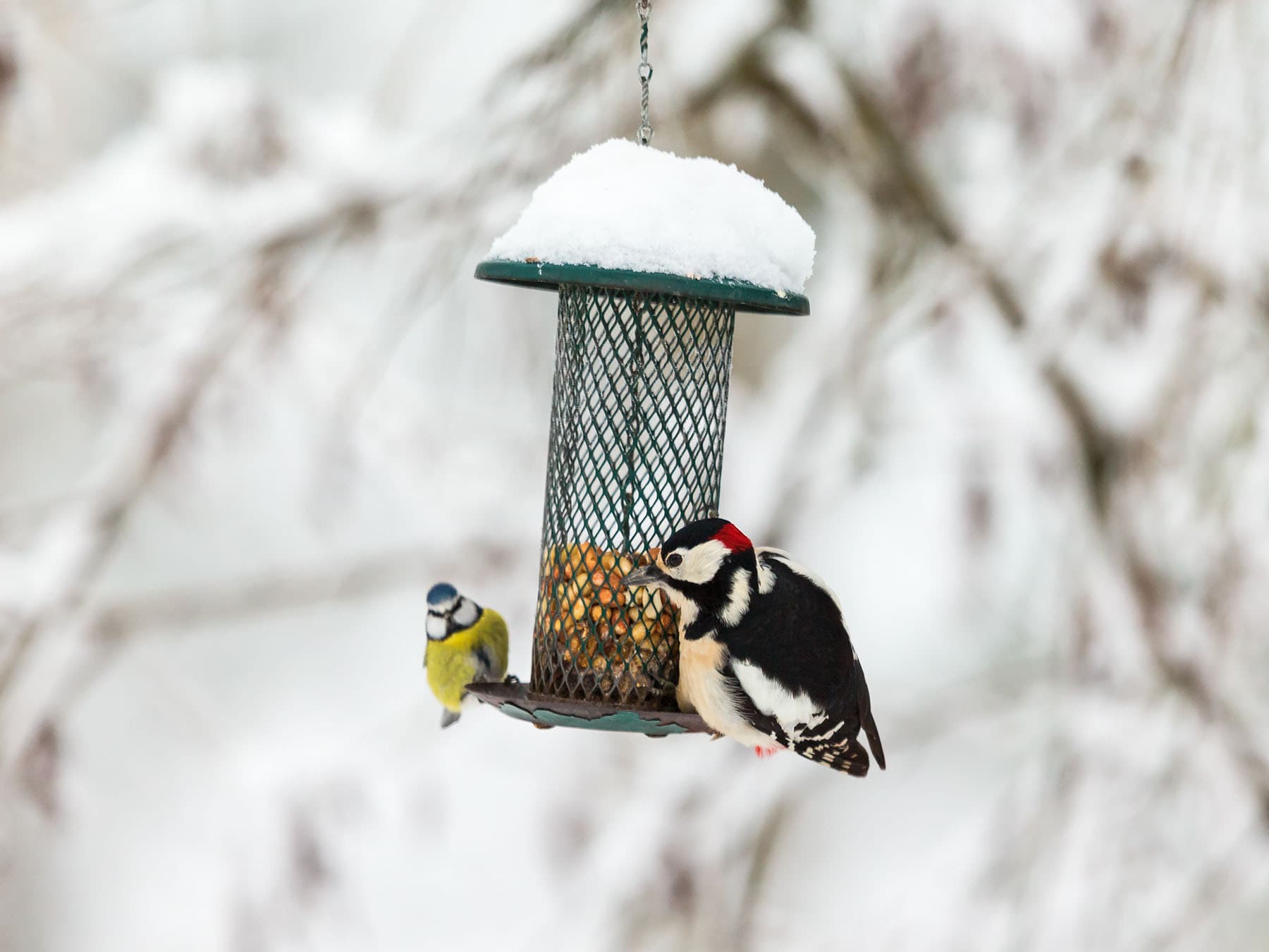 Birds at feeder in winter