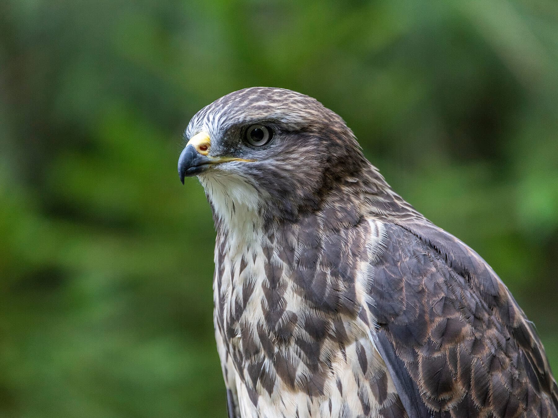 Birds of Prey in the UK (Complete Guide)
