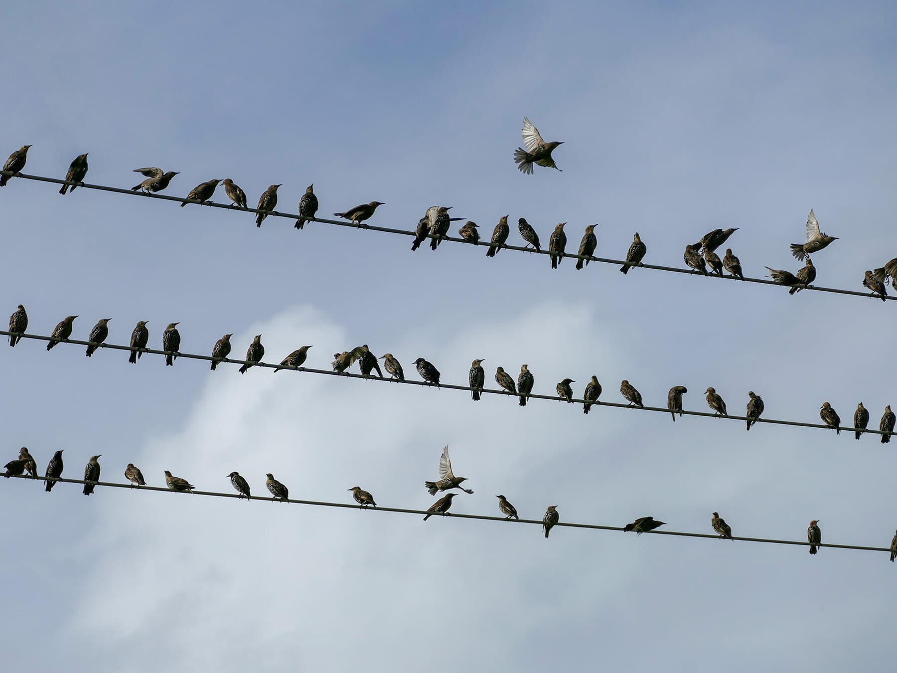 Birds on power lines