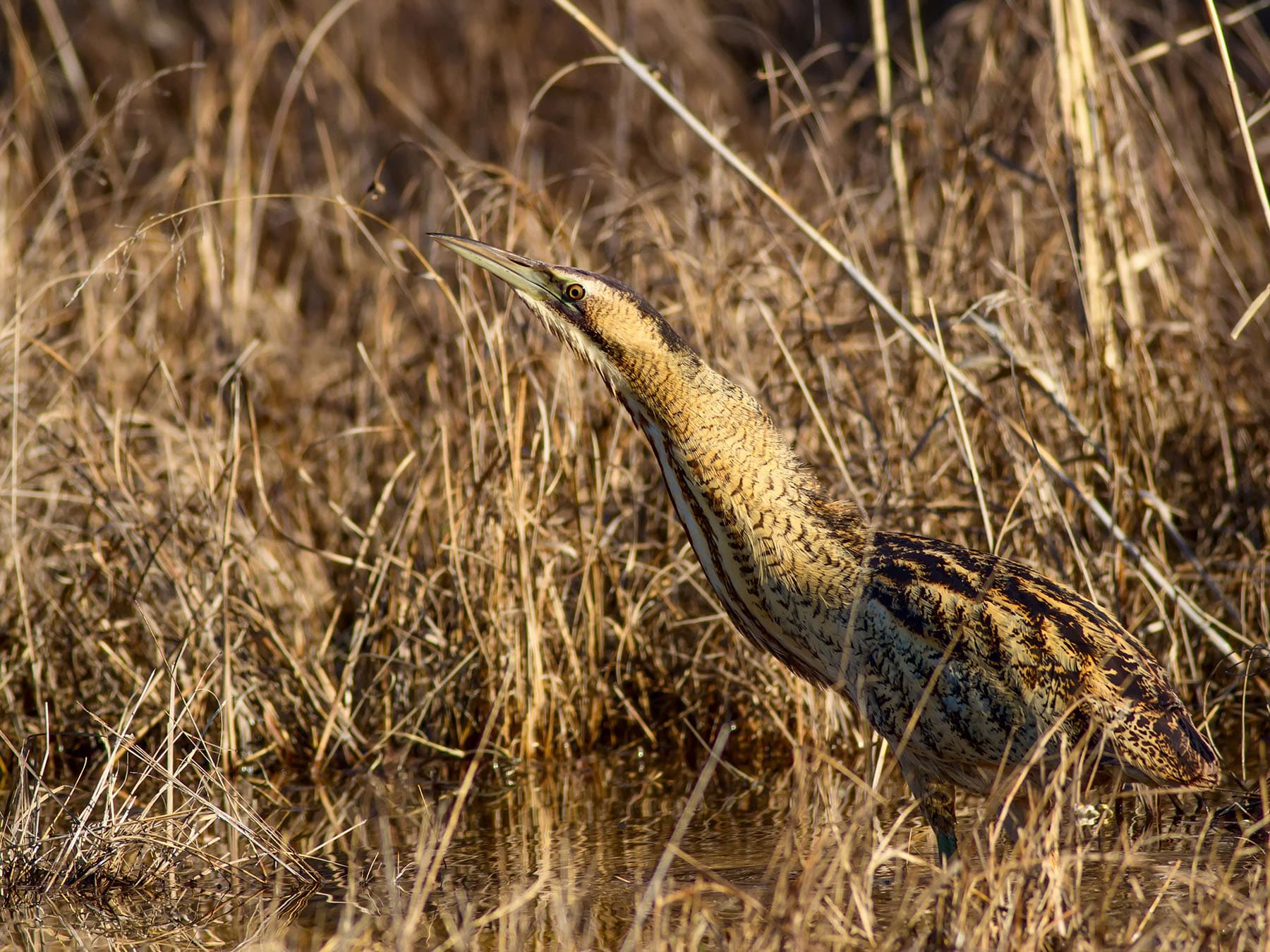 Bittern blending in