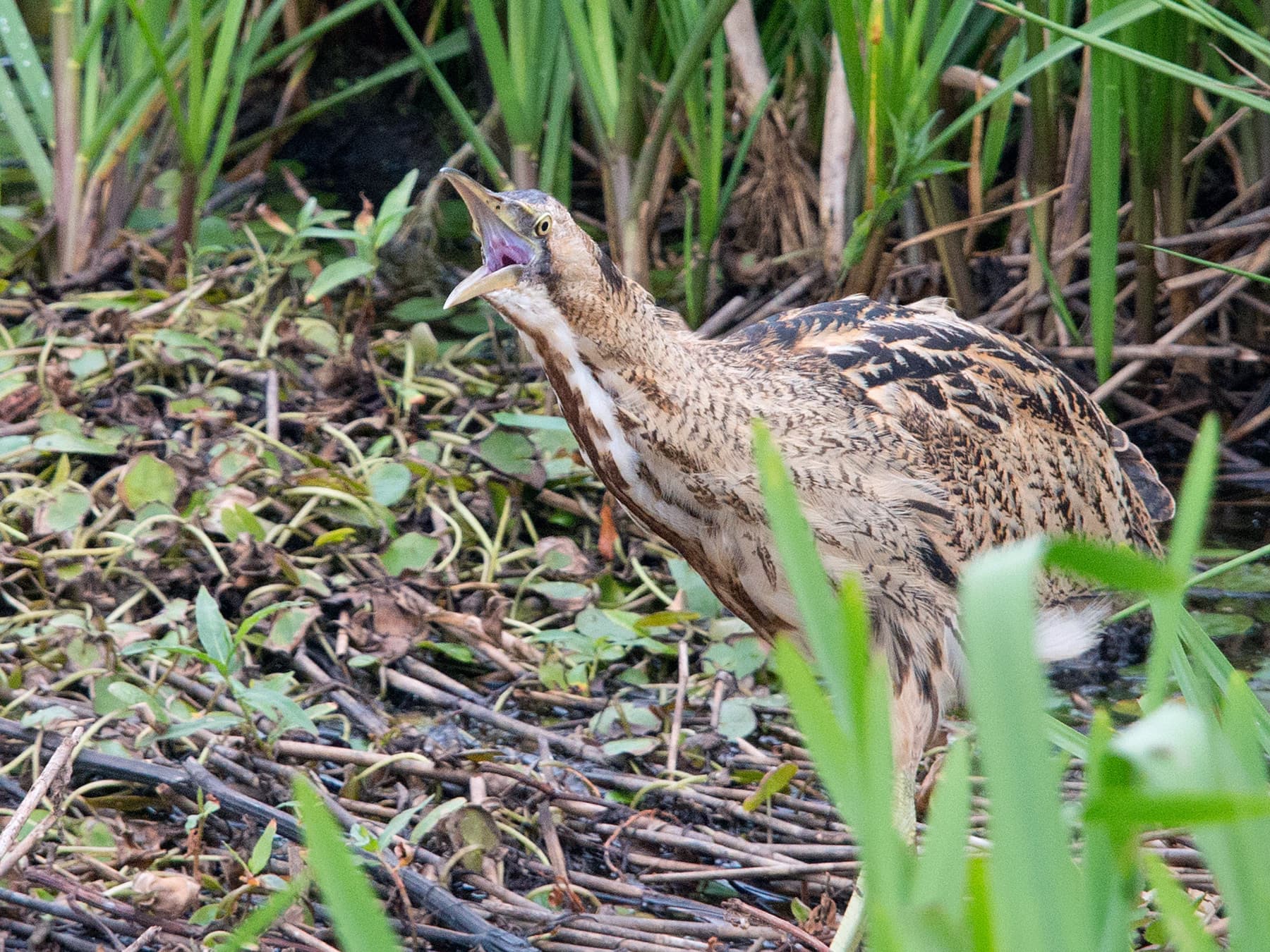 Bittern calling out