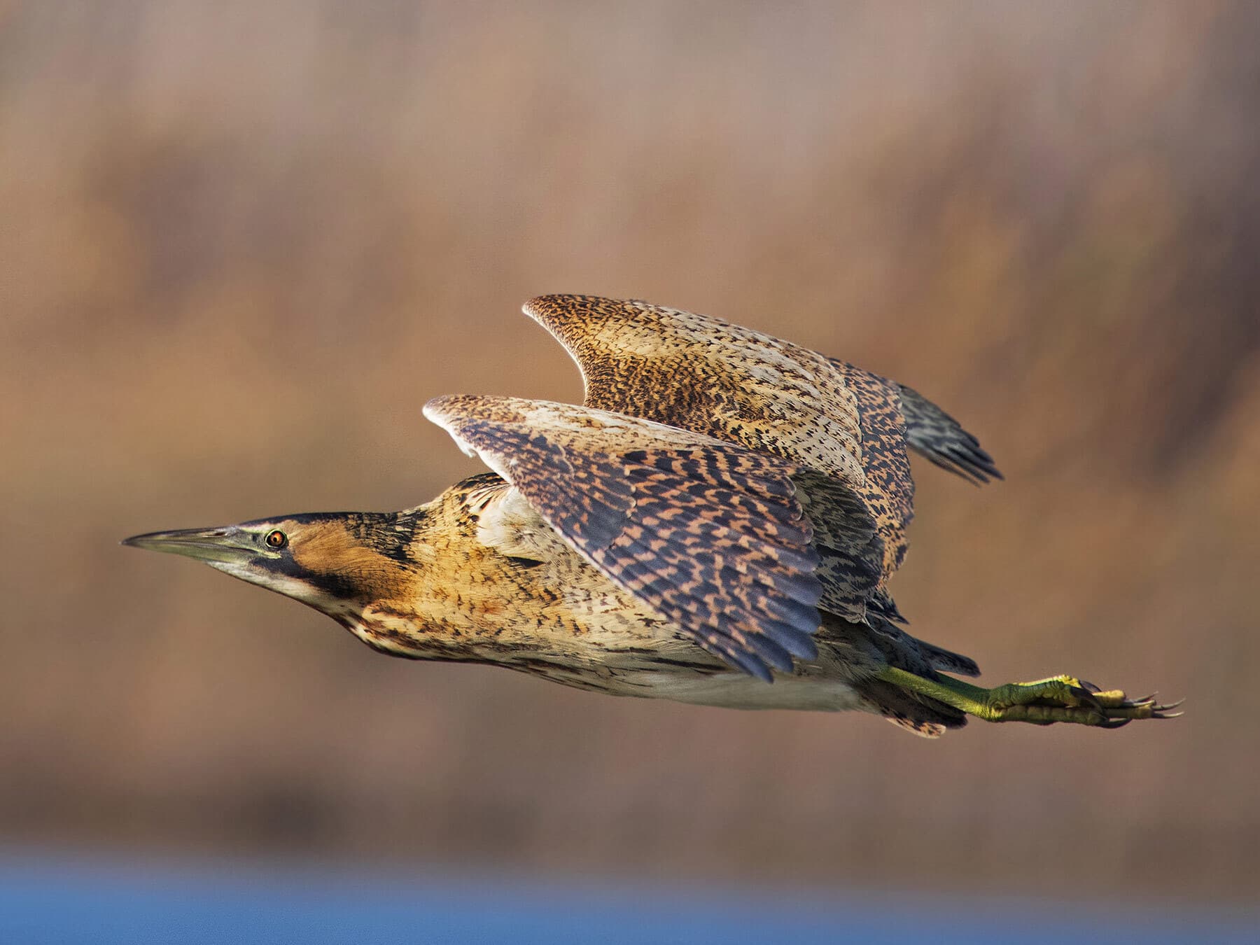 Bittern in flight