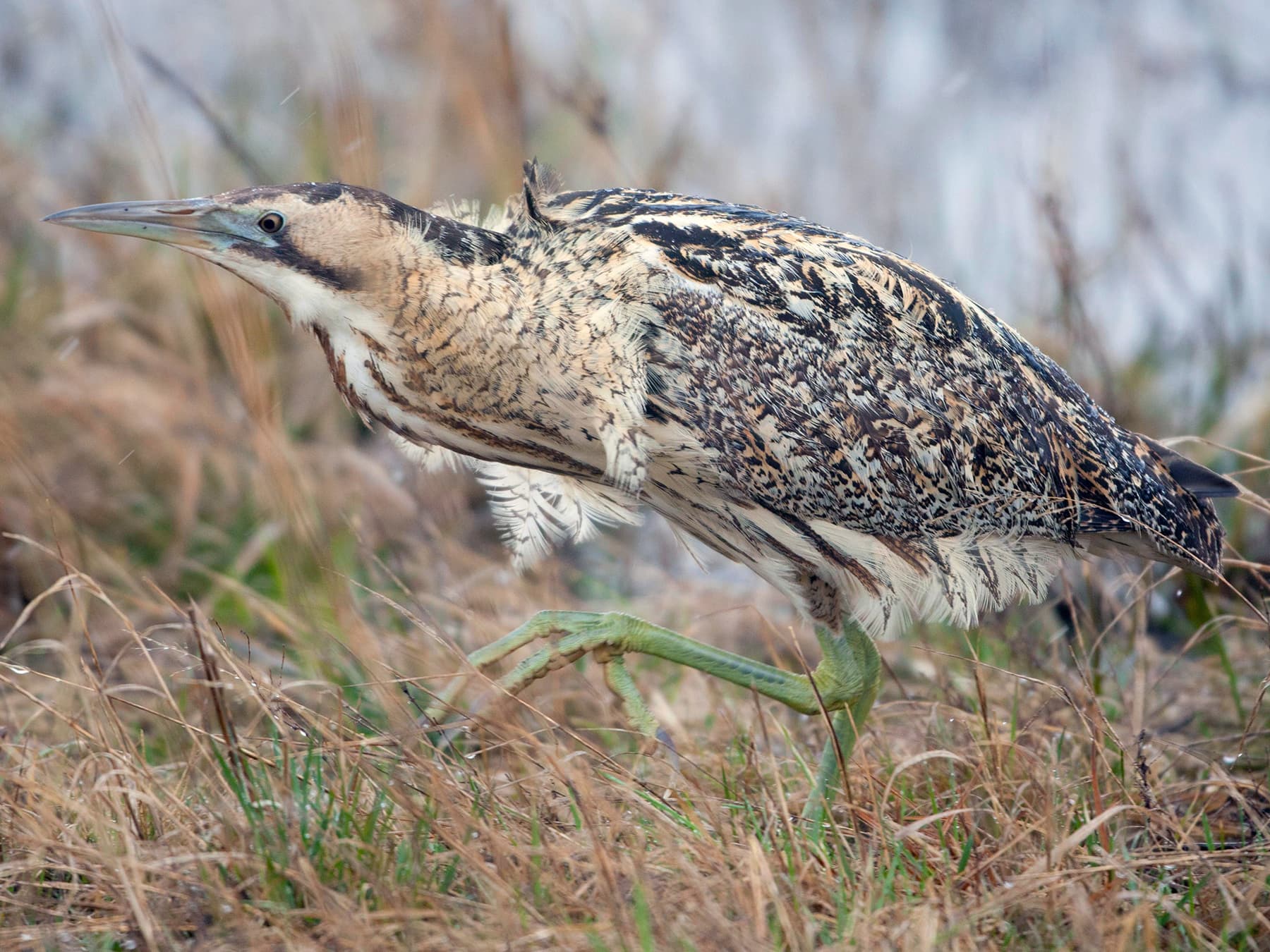 Bittern in natural habitat