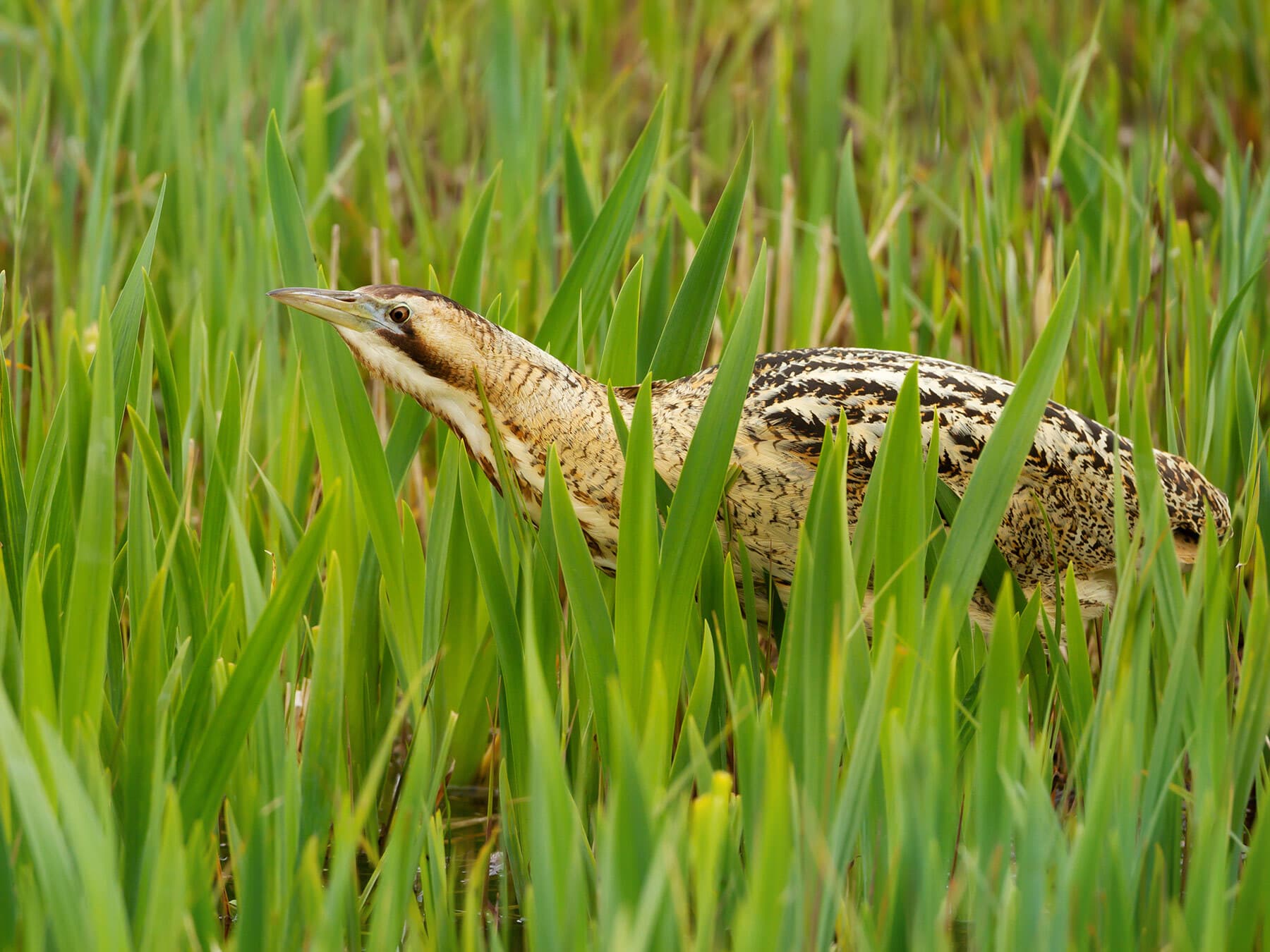 Bittern uk