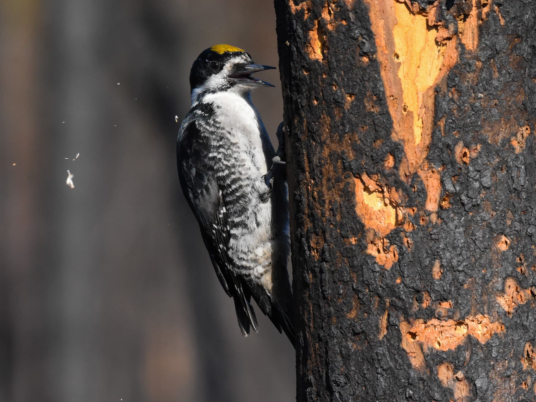 Black-backed Woodpecker excavating nest cavity in burned area of a forest