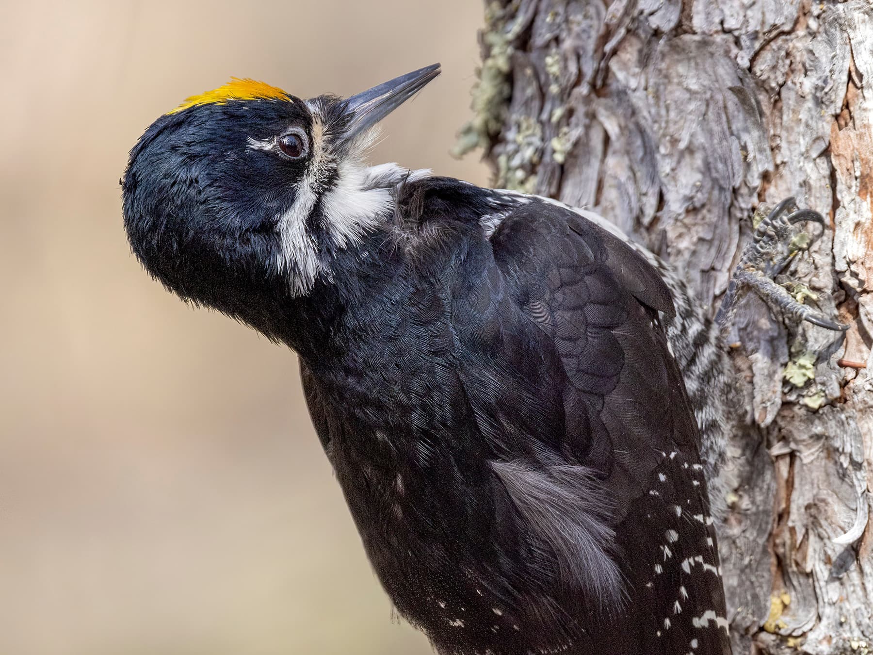 Black-backed Woodpecker perching on a tree trunk