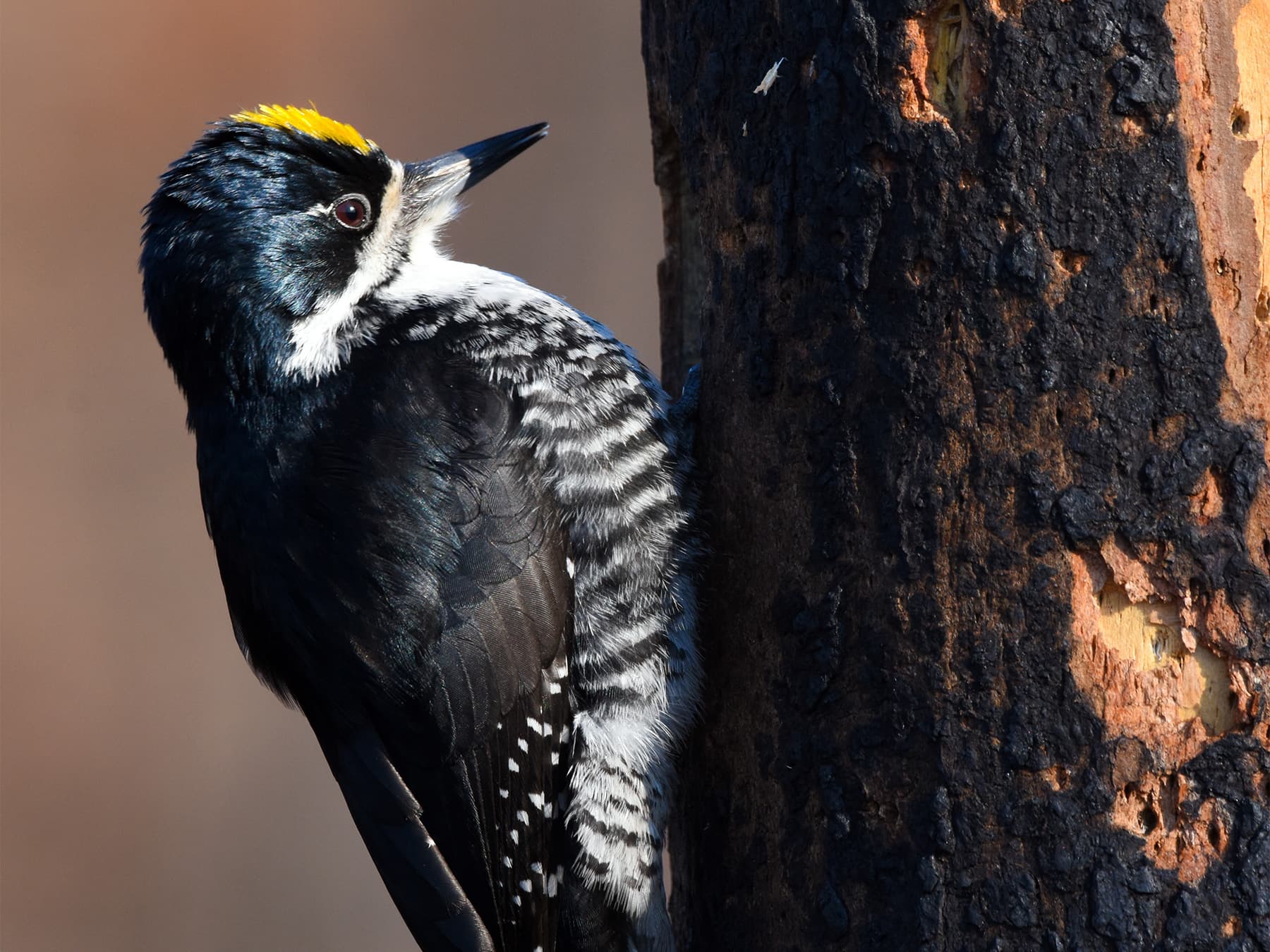 Black-backed Woodpecker perching on a burned out tree