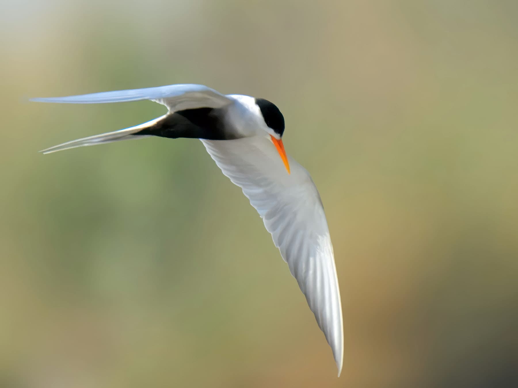 Black-bellied Tern in-flight