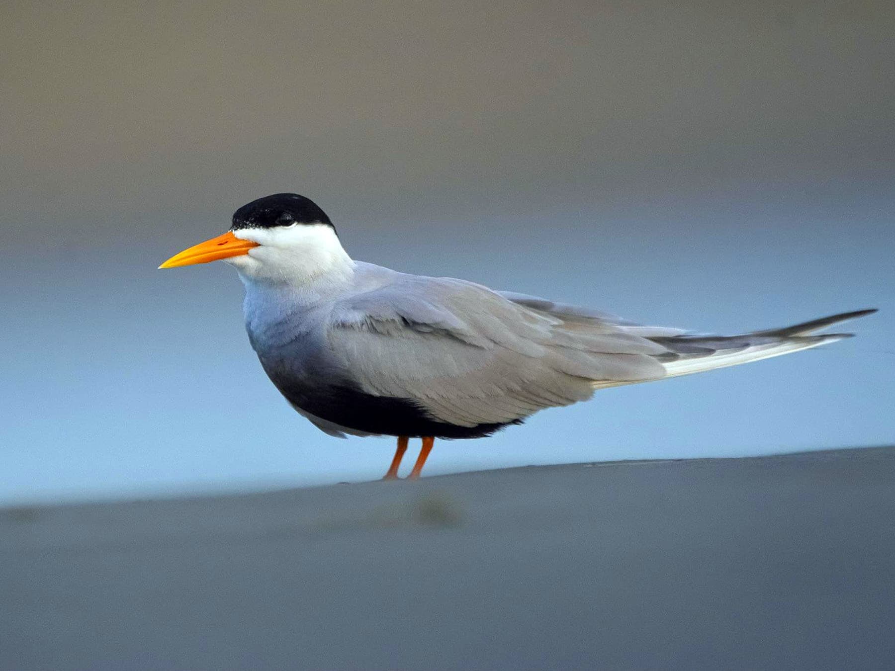 Black-bellied Tern