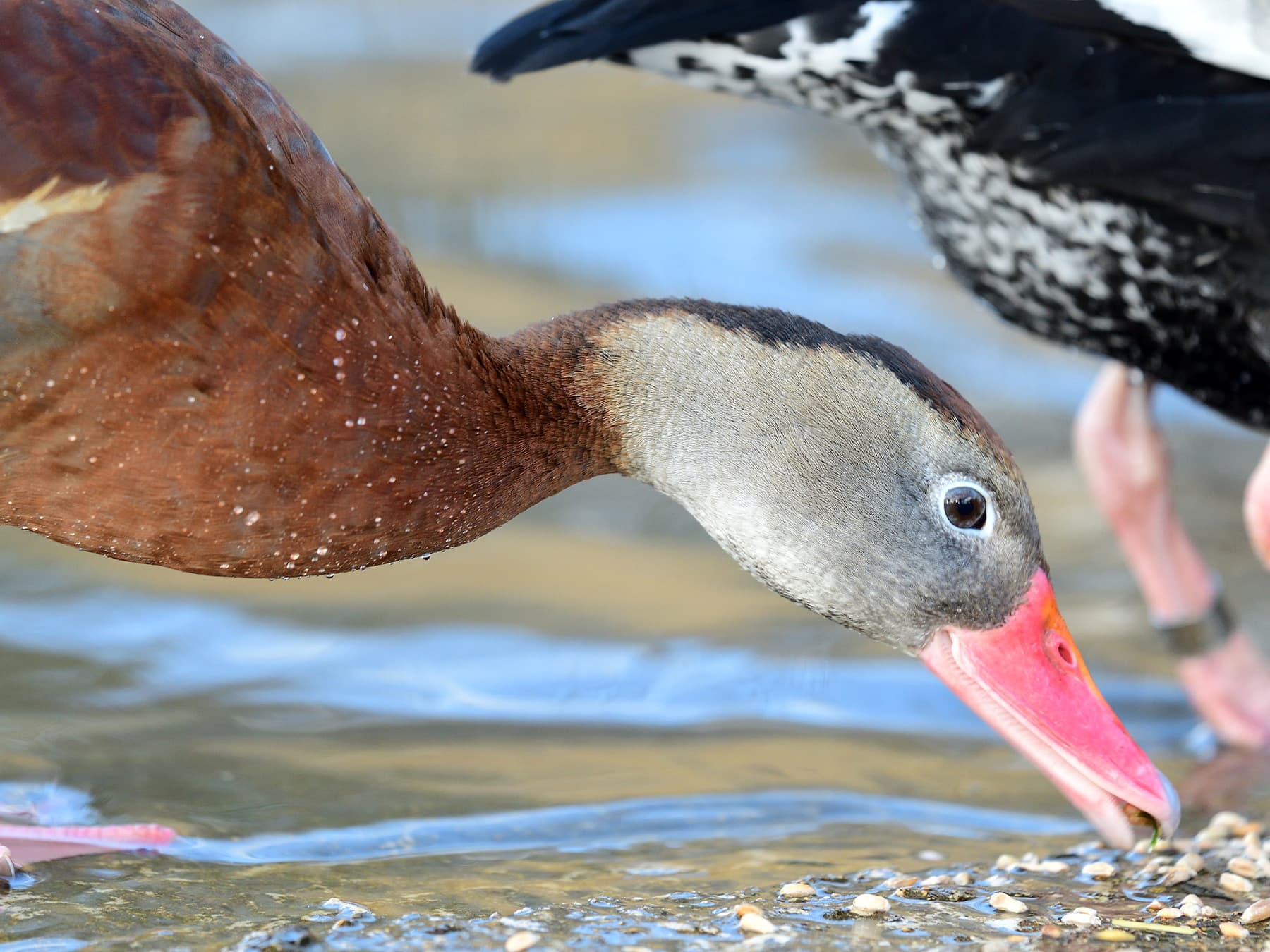 Black bellied whistling duck feeding on corn