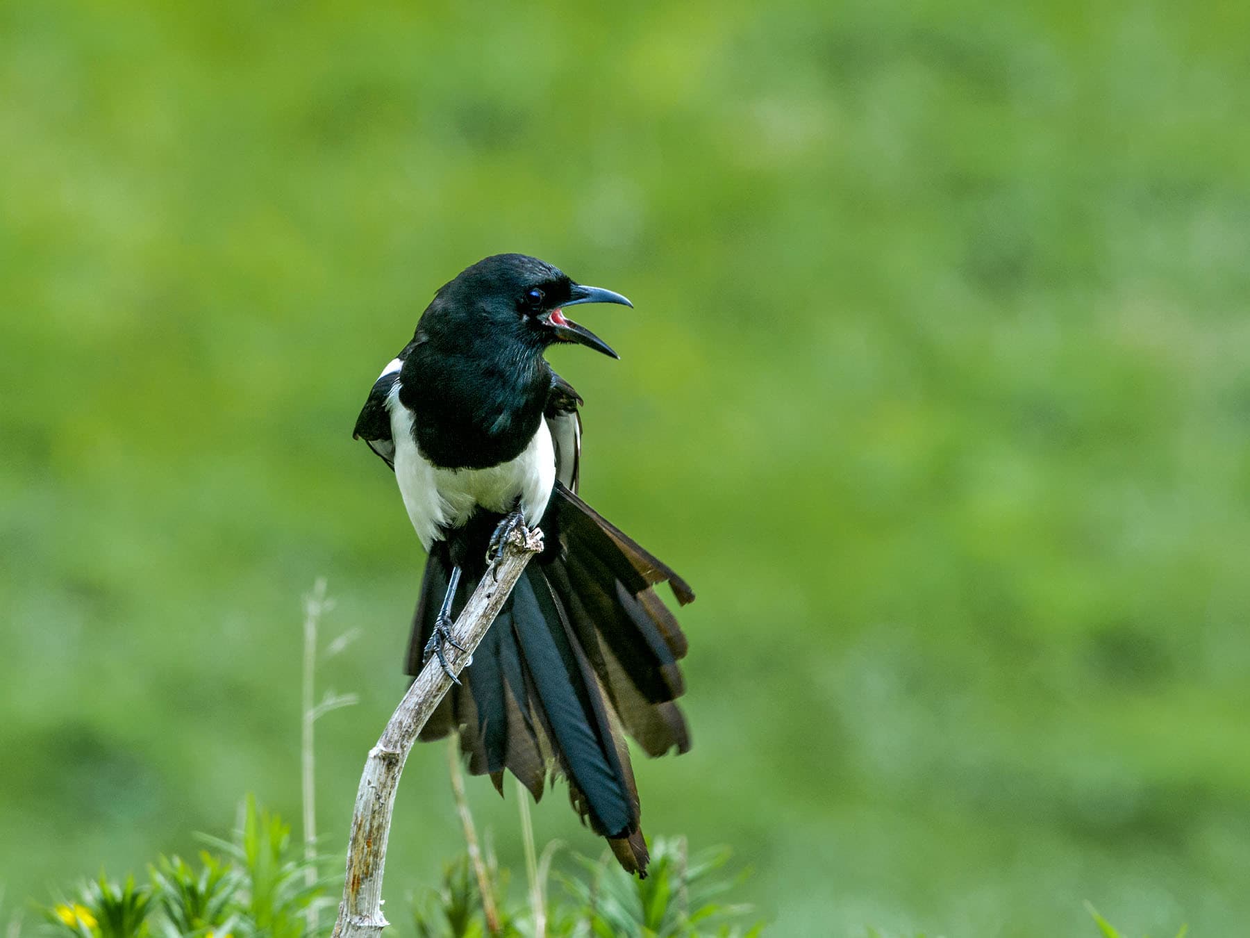 Black billed magpie calling