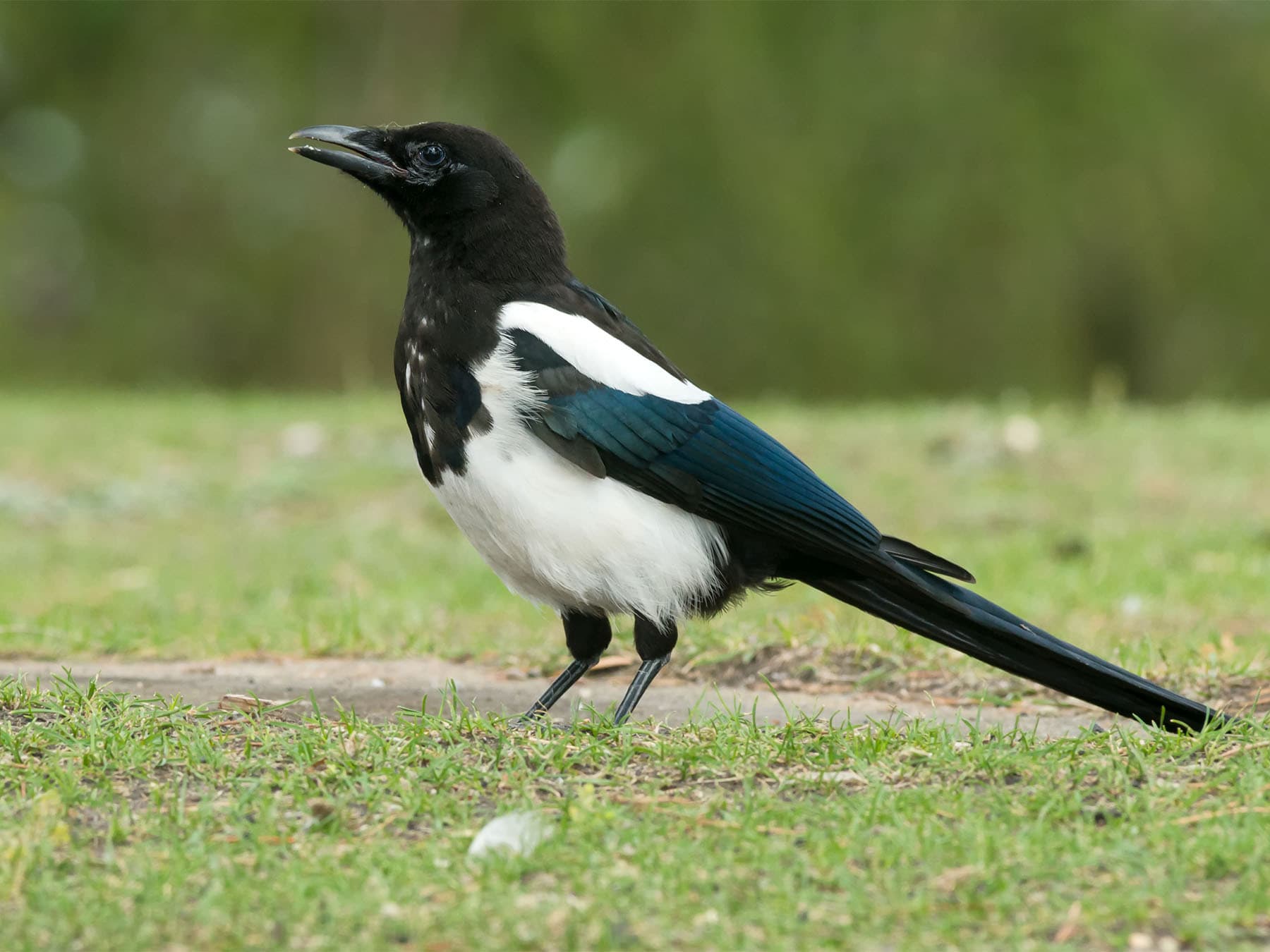 Black billed magpie standing on grass in park