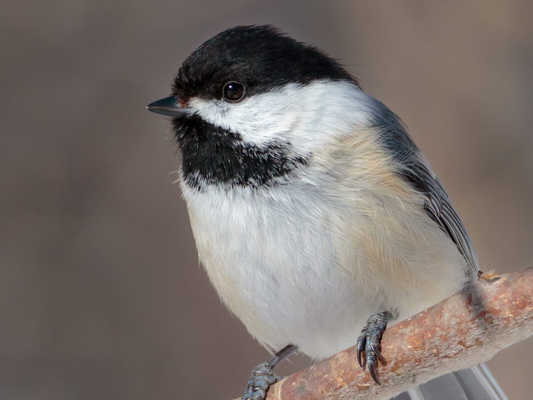 Black capped chickadee close up 1