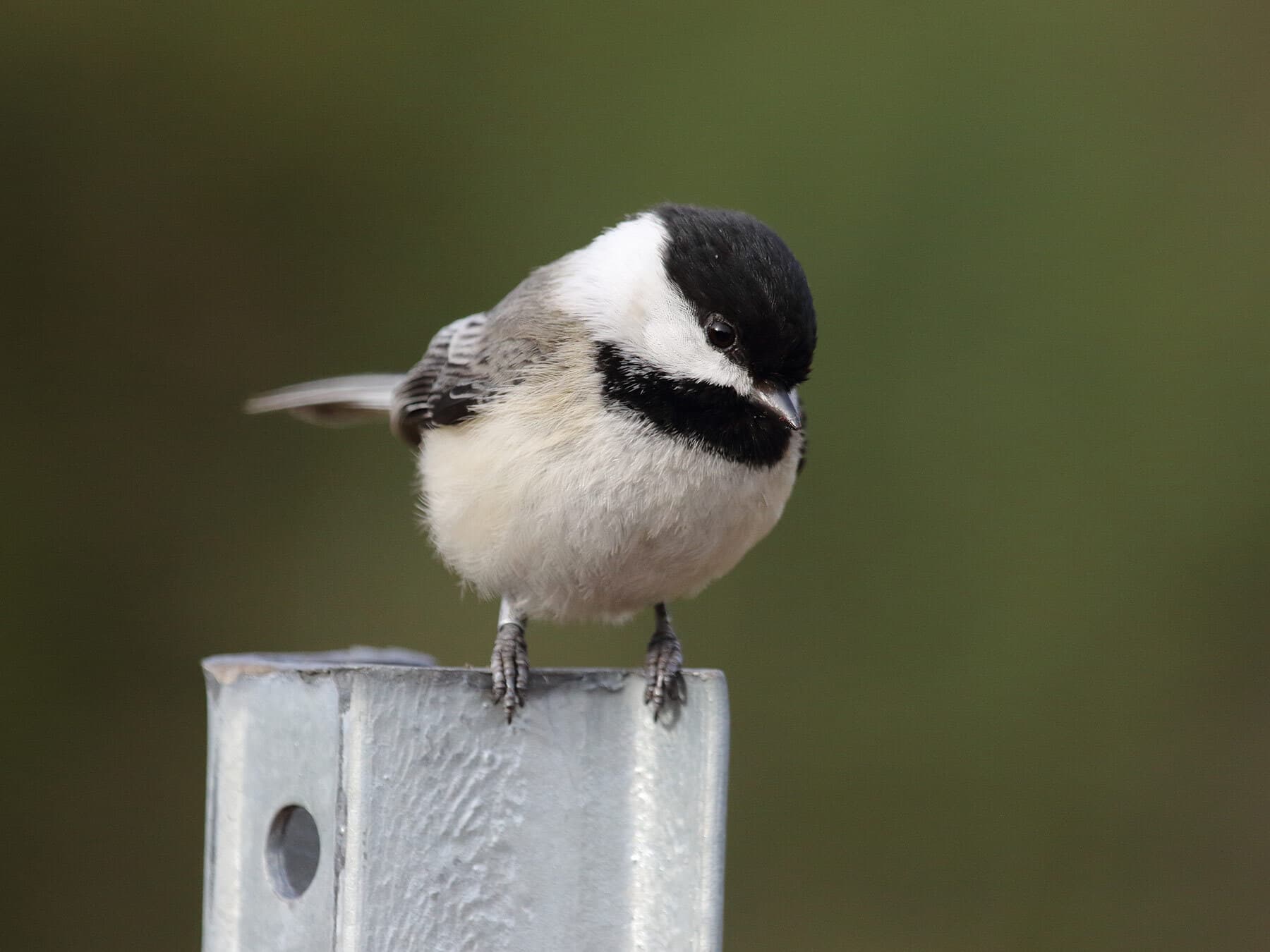 Black capped chickadee close up