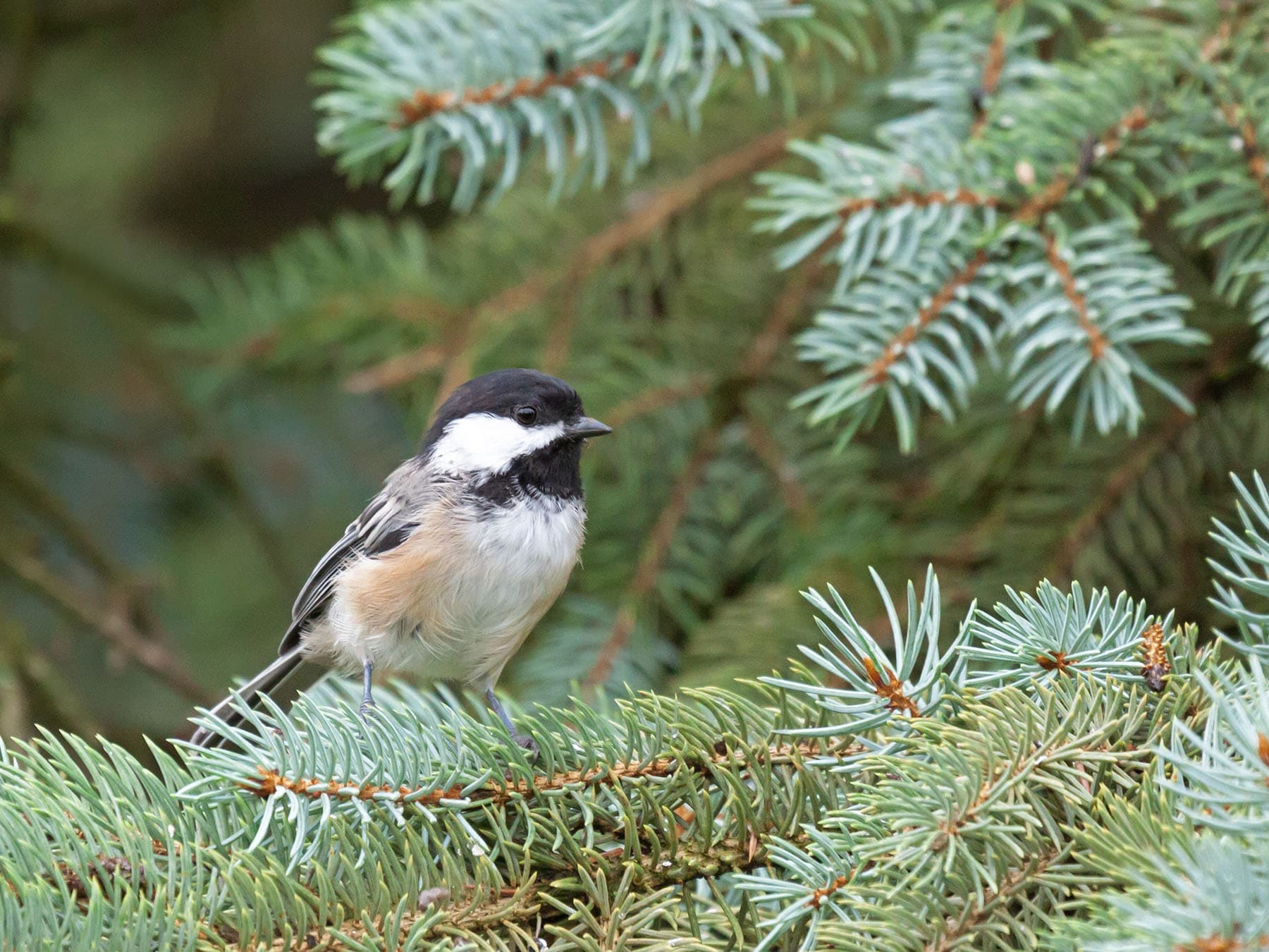 A Black-capped Chickadee in a spruce, its gray back, buff flanks and white wing edges showing
