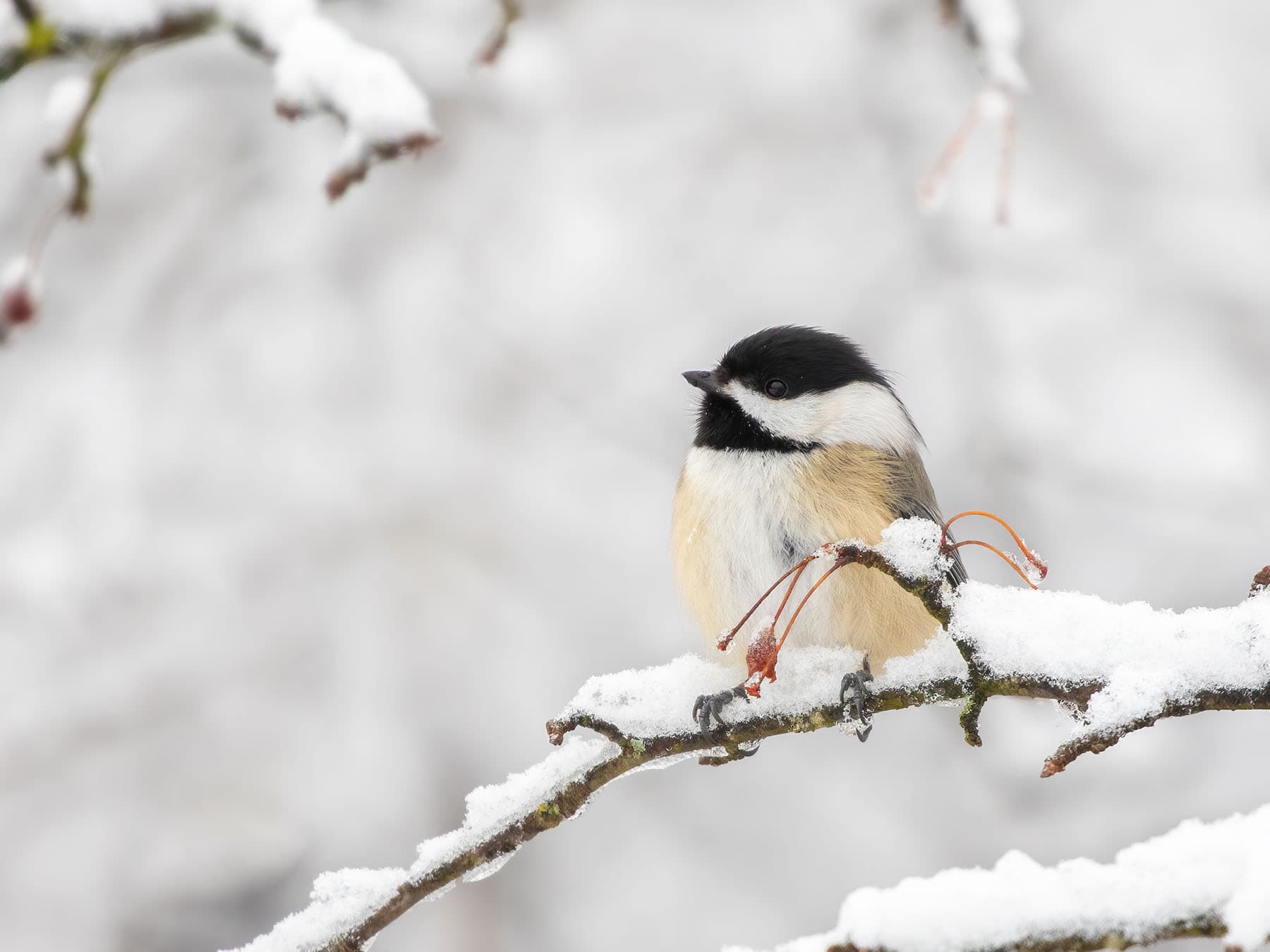 A Black-capped Chickadee on a snowy branch